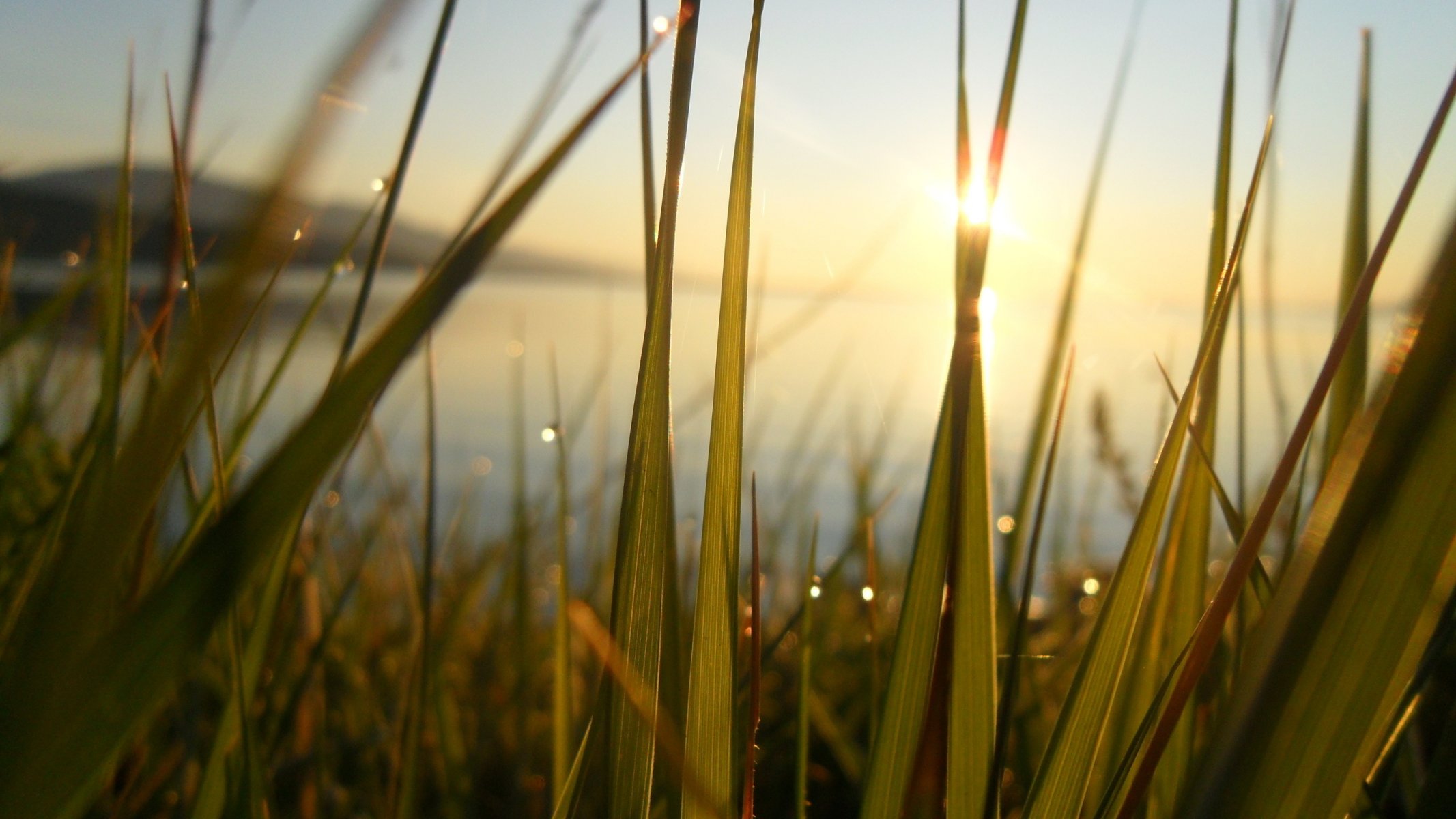 grass water pond lake sun