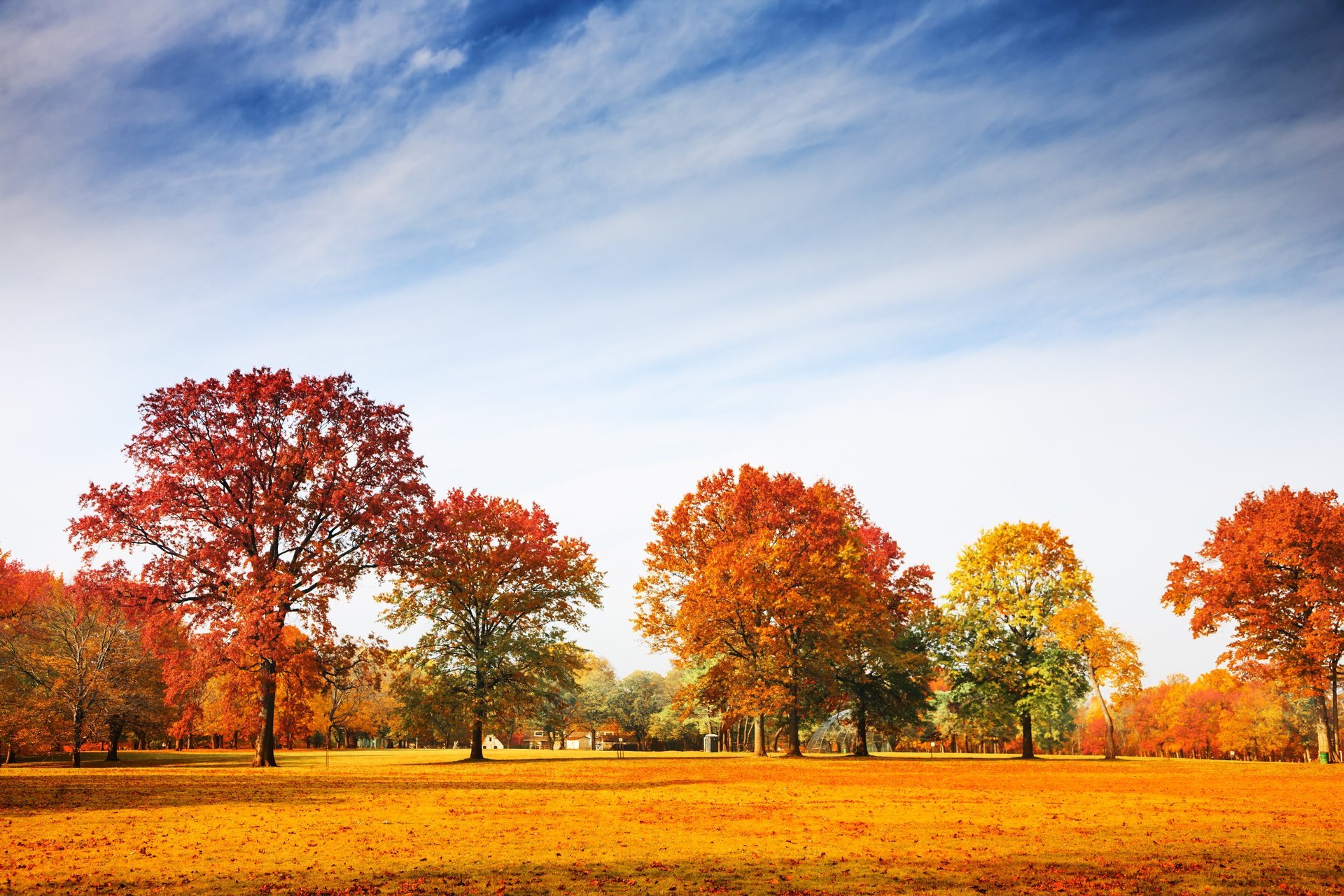 automne parc arbres