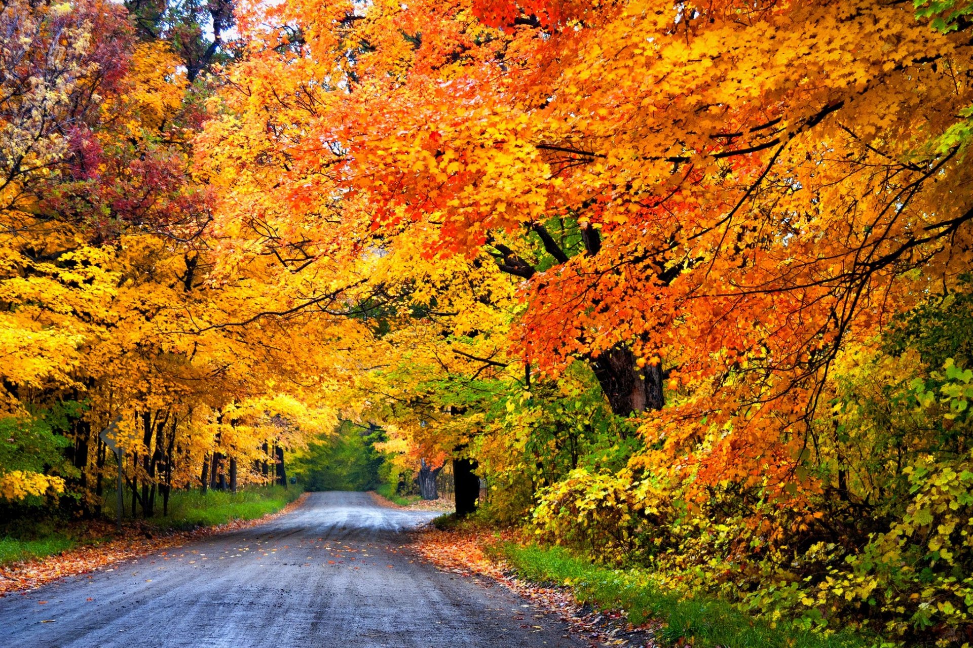 naturaleza bosque parque árboles hojas colorido camino otoño caída colores paseo