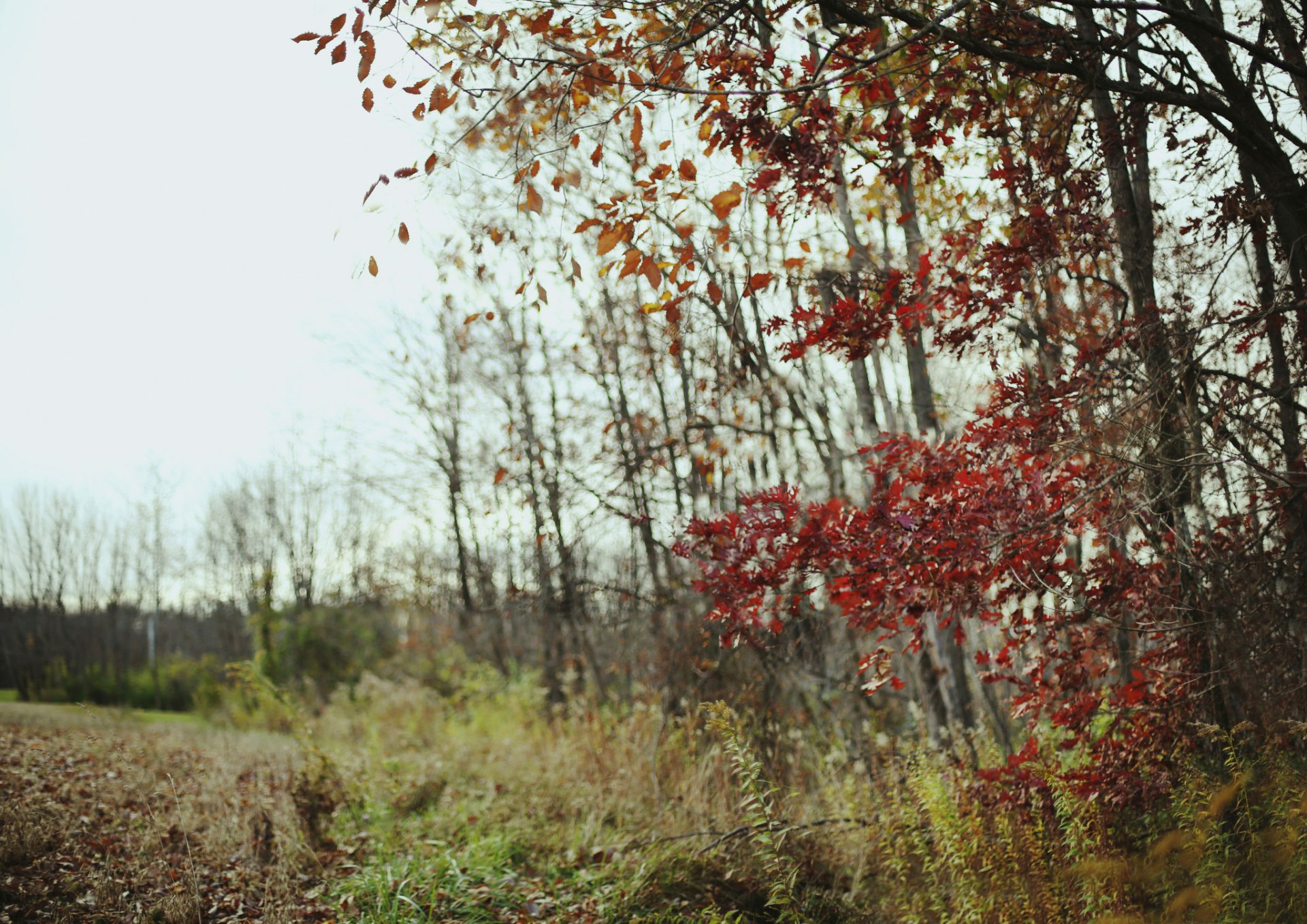 champ forêt automne