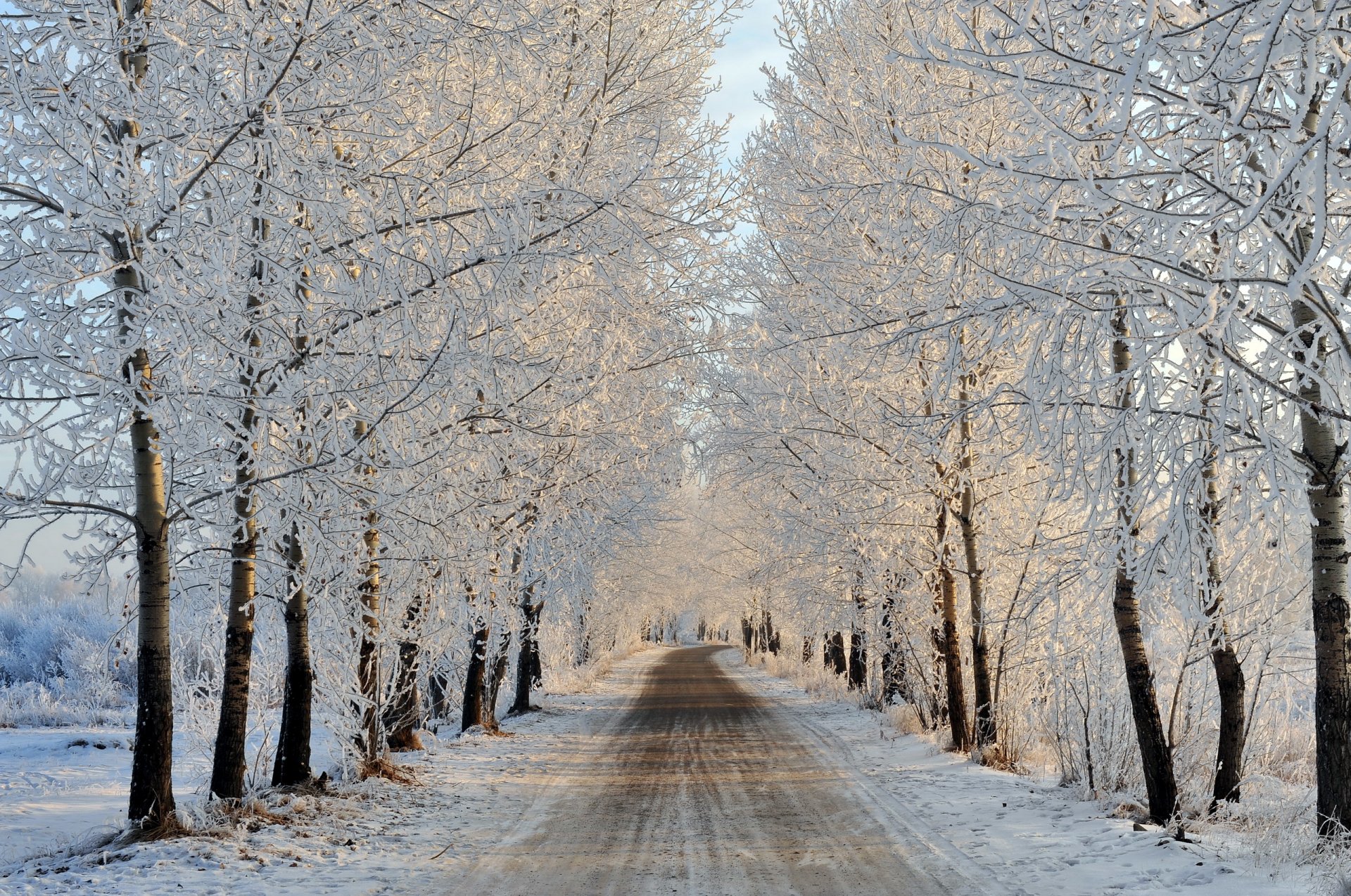 road tree landscape winter