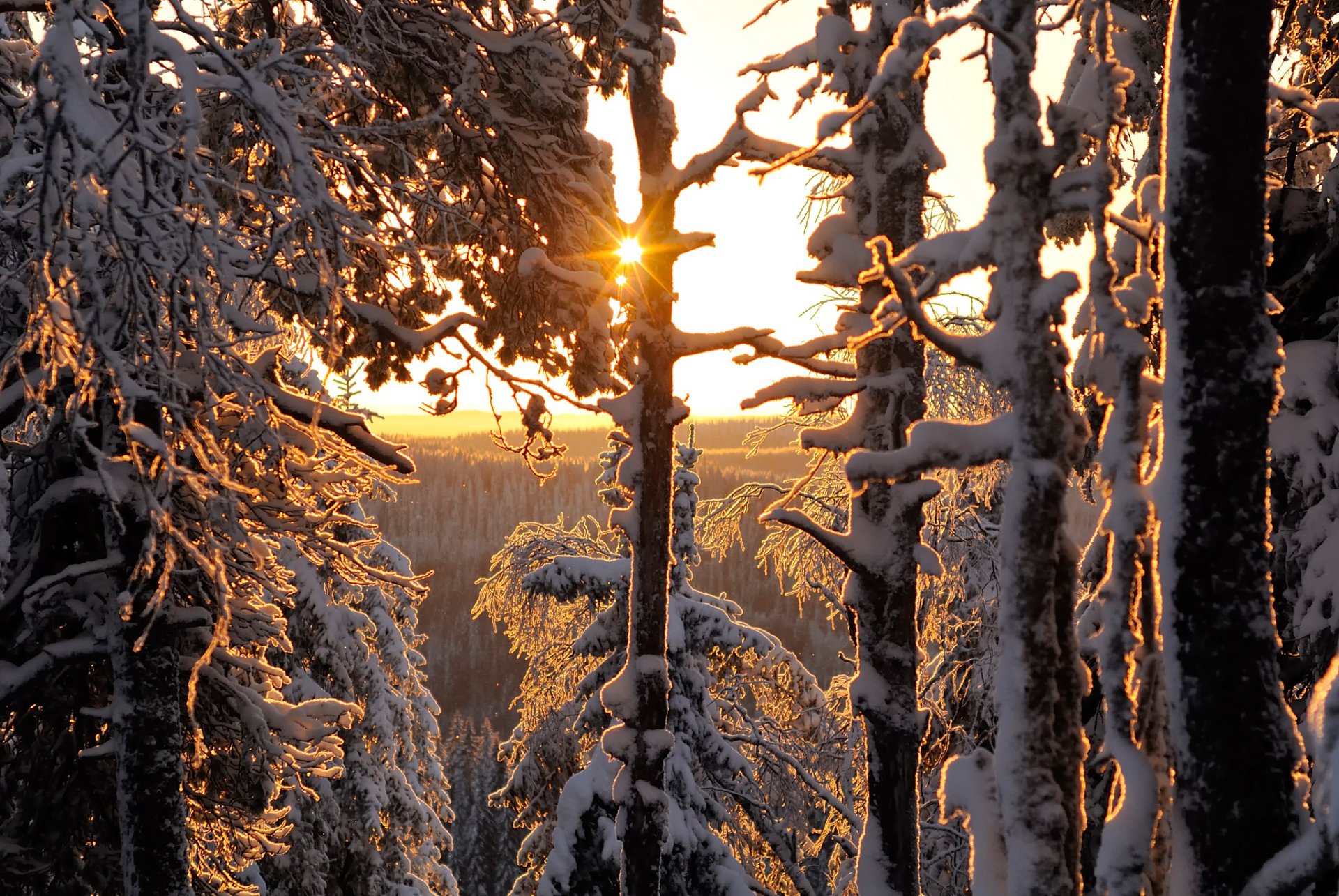 bosque de invierno finlandia bosque invierno