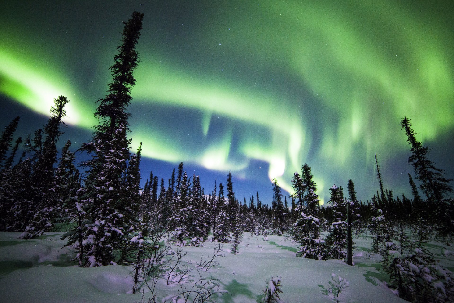 parco nazionale di denali alaska aurora boreale foresta inverno neve alberi abete rosso