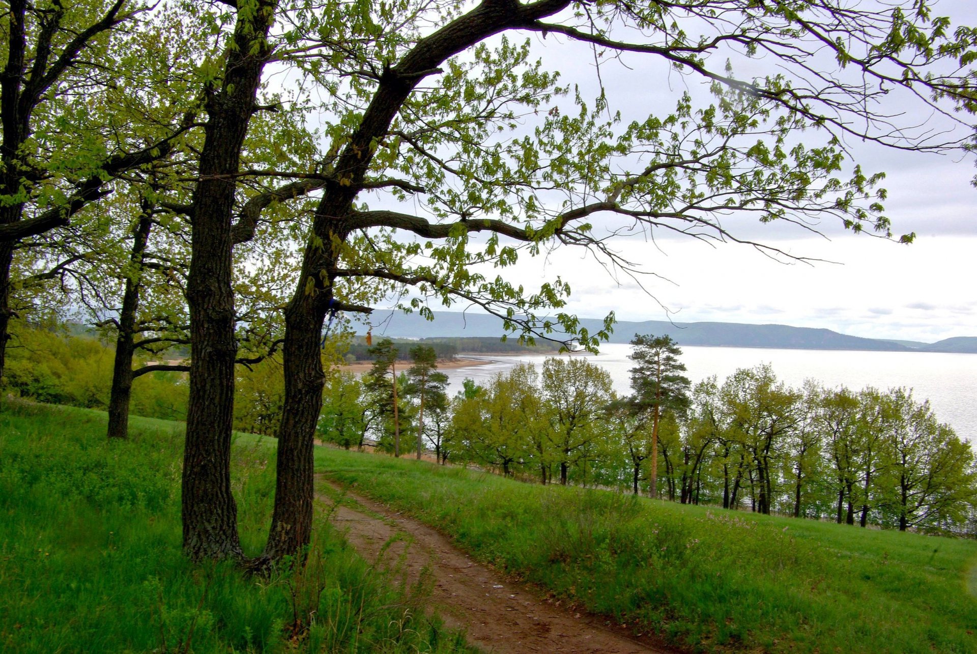 volga river tree beach