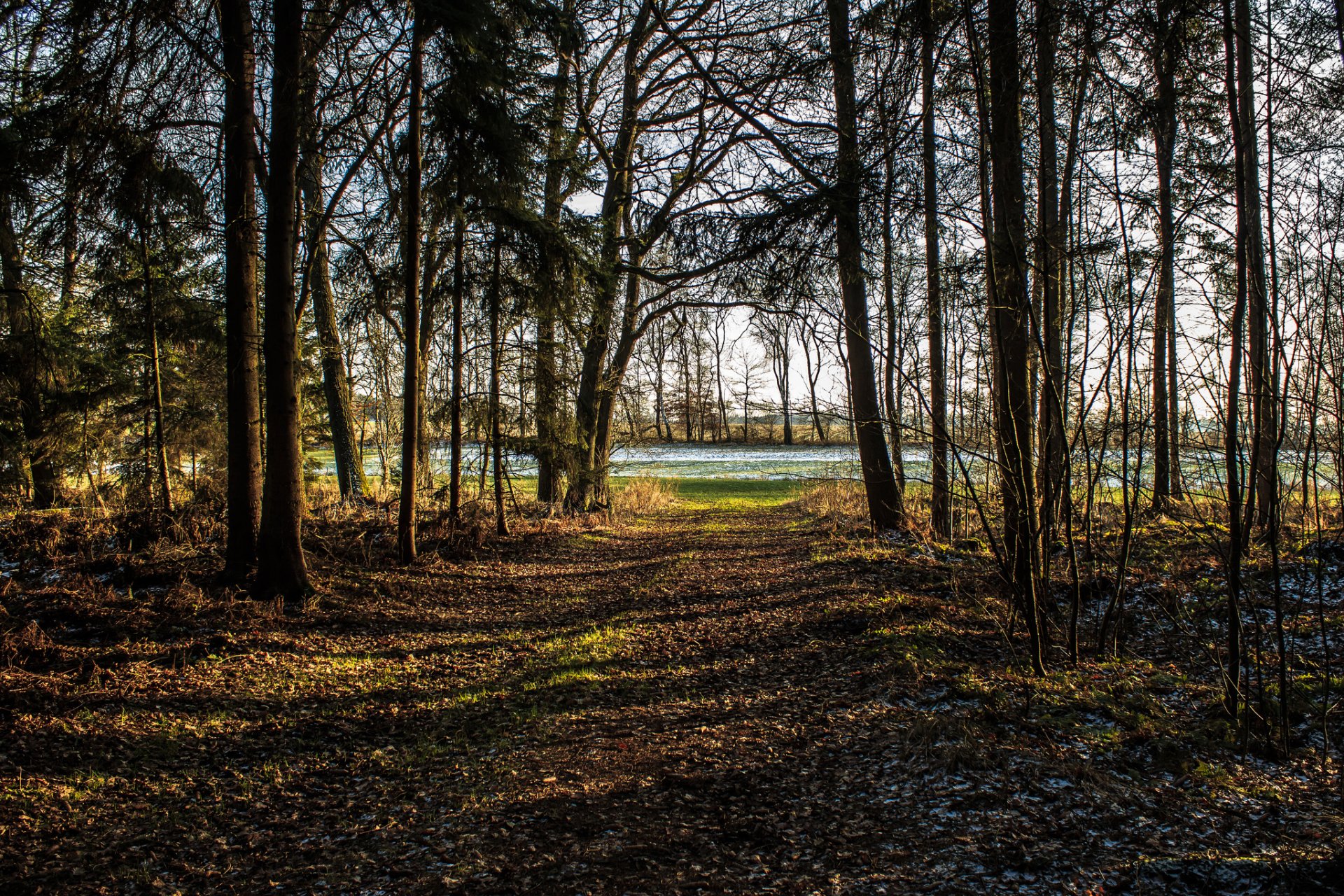 bosque parque árboles escarcha