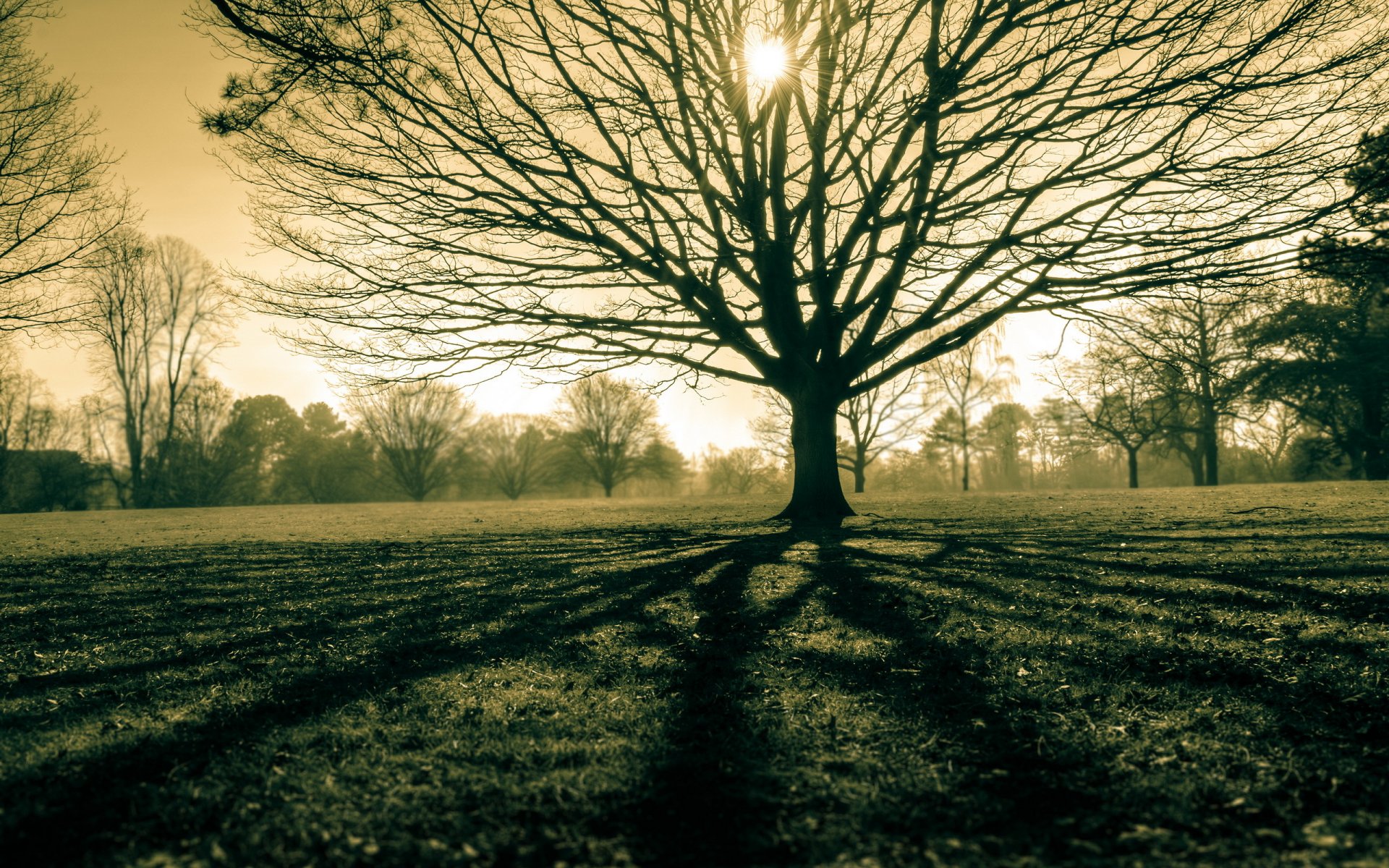 tree the field light nature