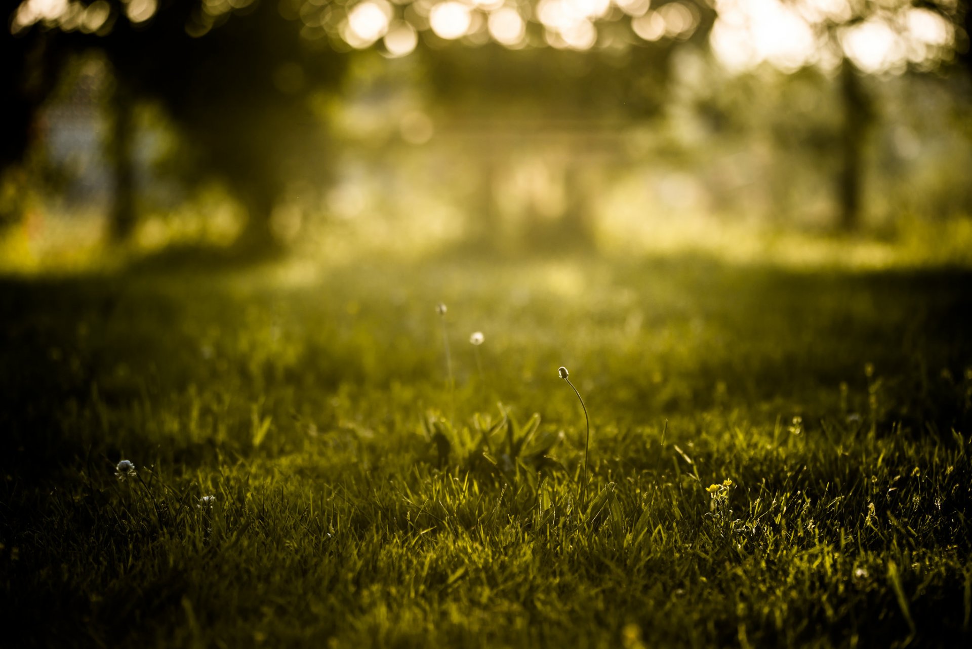 nature été herbe bokeh