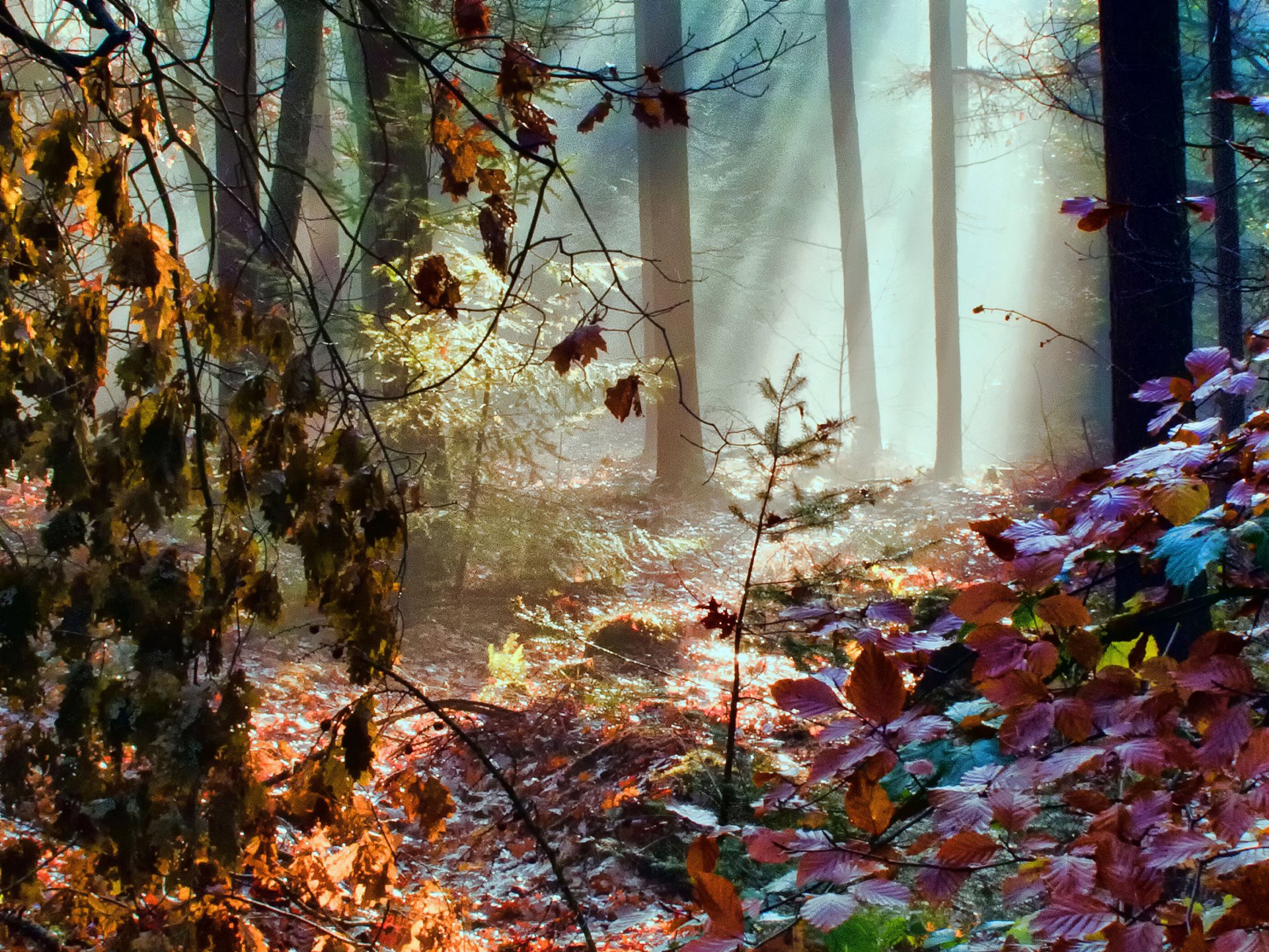 bosque rayos otoño hojas color arco iris luz árboles