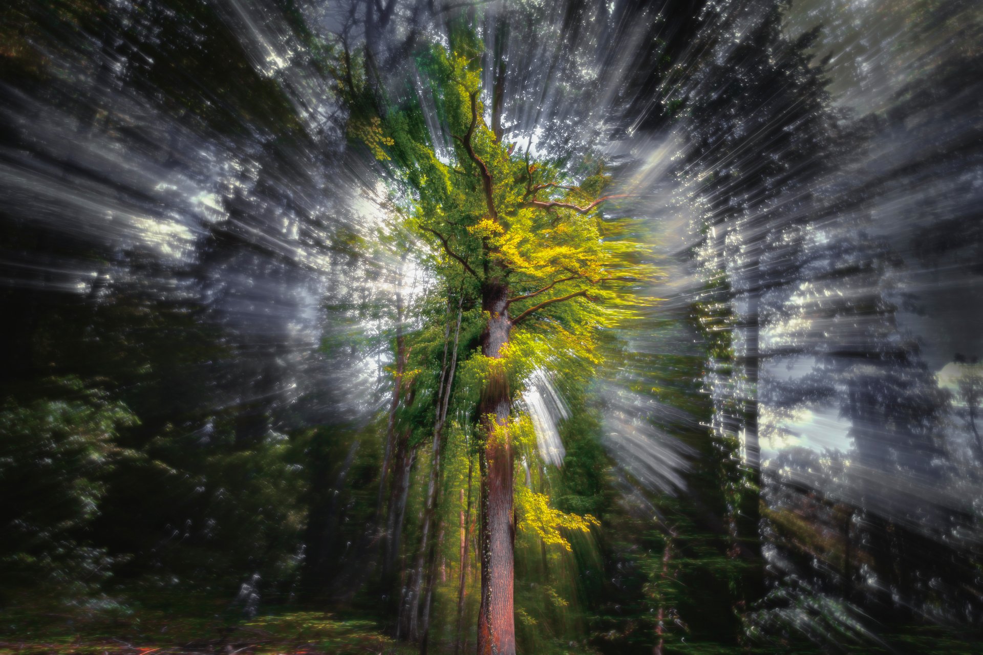 árbol mágico árbol rayos bosque