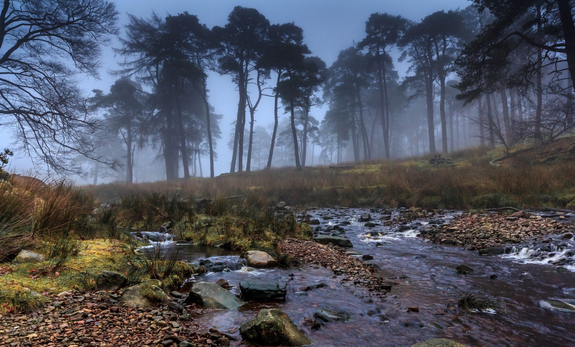 tree fog creek stone