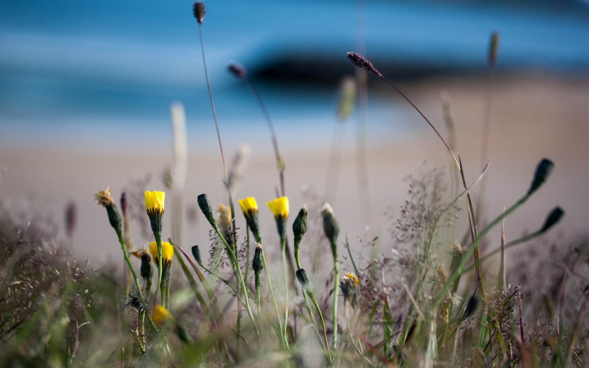 naturaleza flores verano fondo