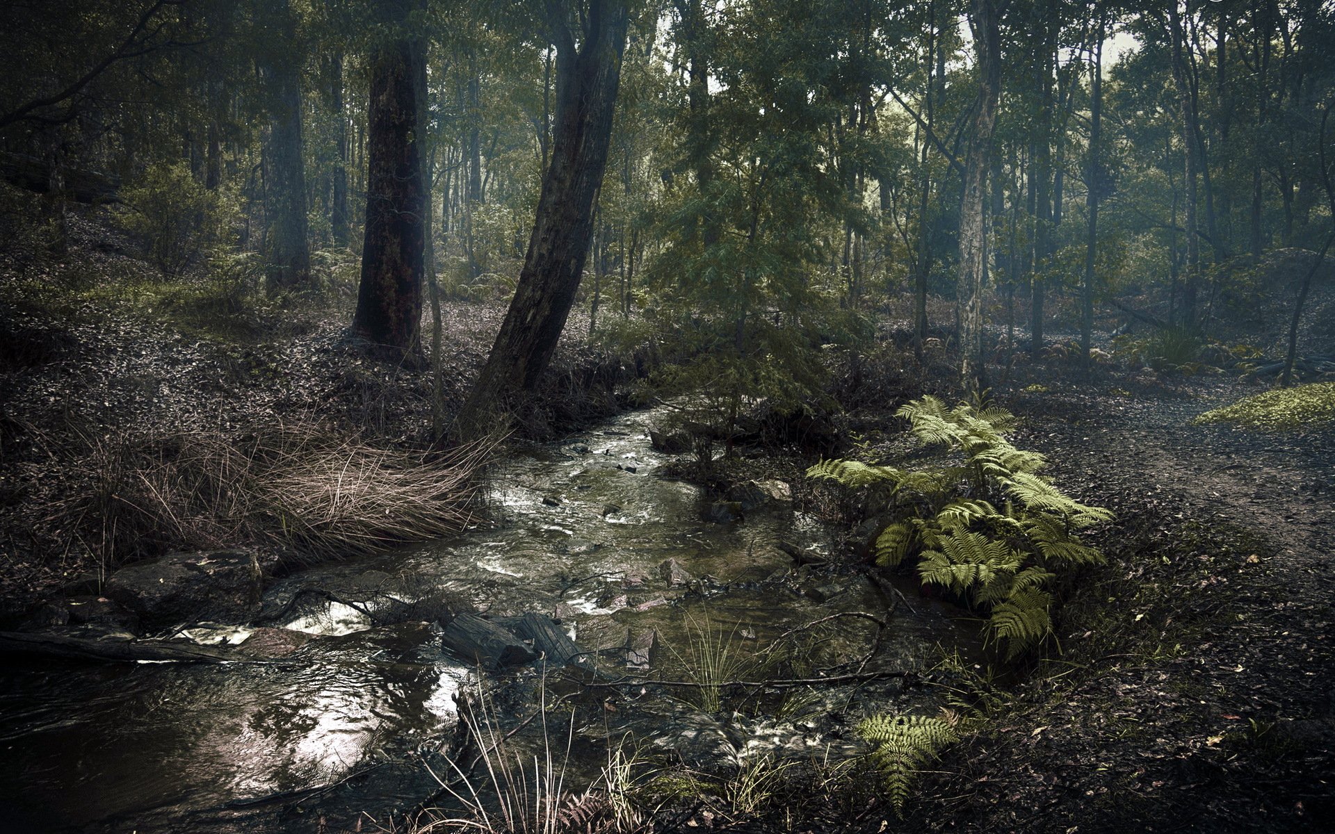 forêt nature paysage