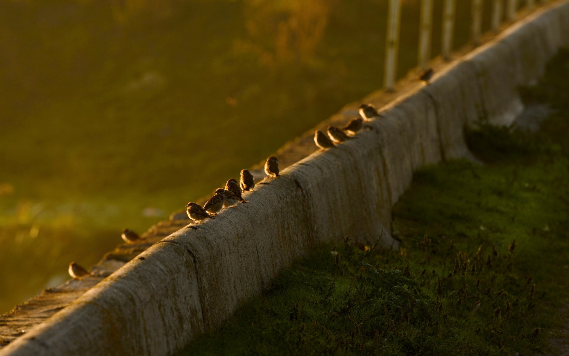 tramonto passeri natura