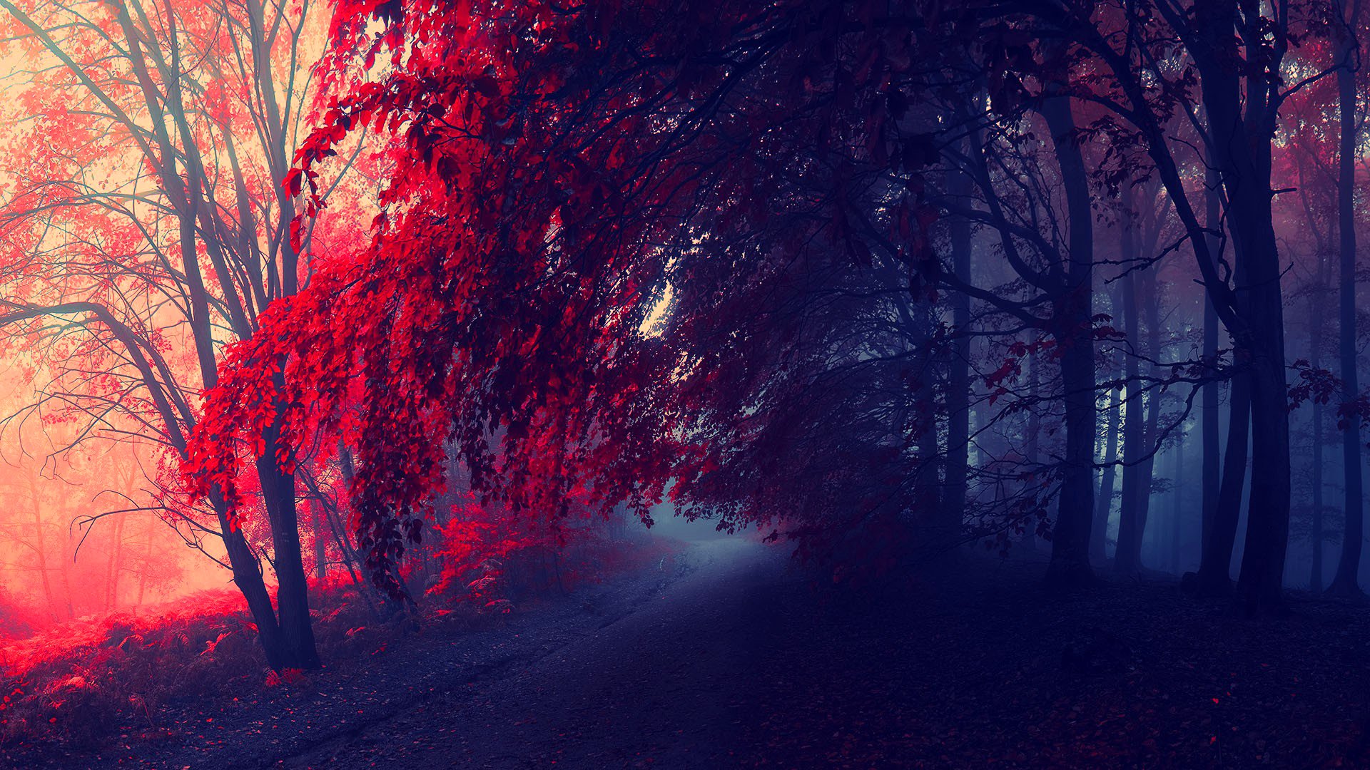 foresta alberi strada autunno scarlatto