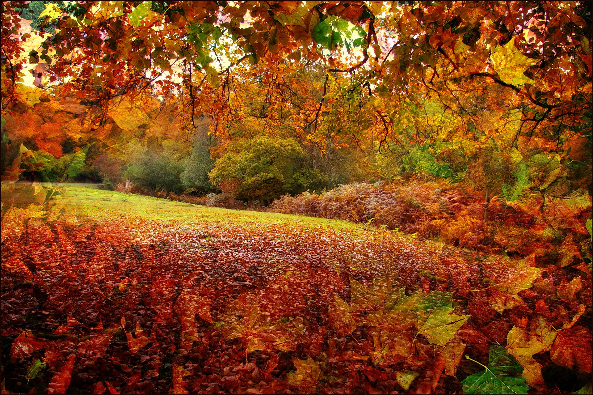 new forest hampshire inghilterra autunno foresta foglie alberi collage rendering