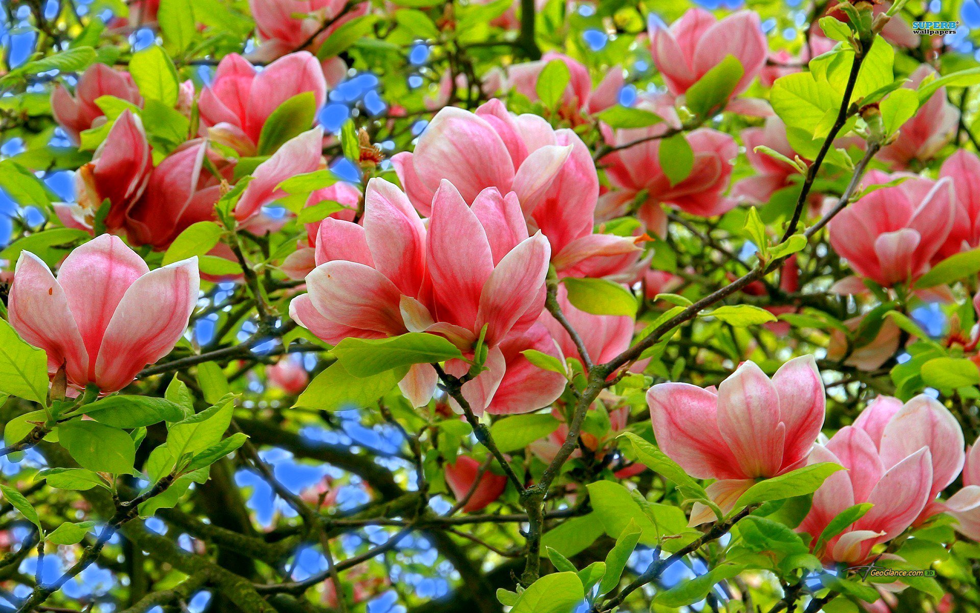 primavera árbol magnolia flores pétalos hojas cielo