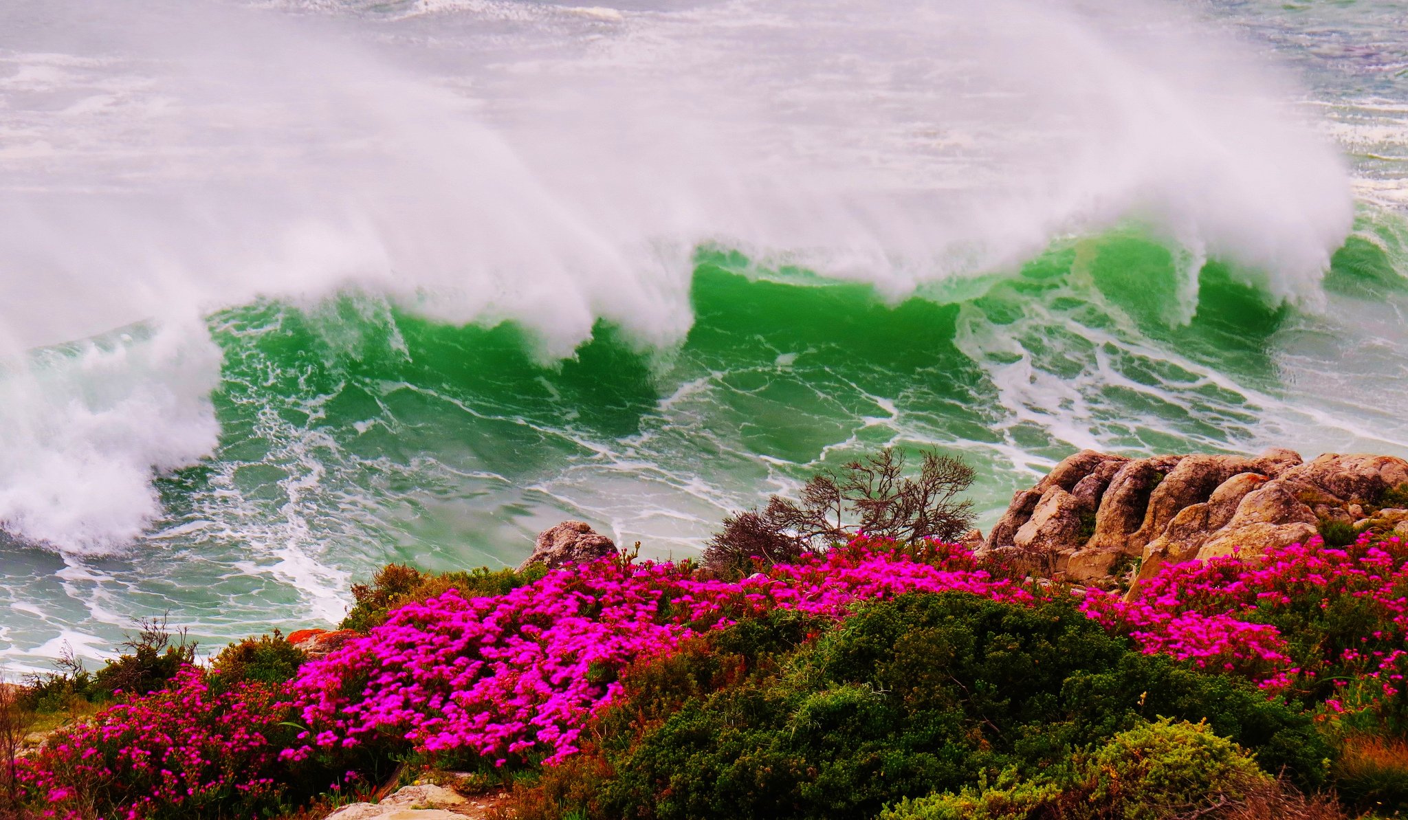 mer vagues tempête côte rocher fleurs