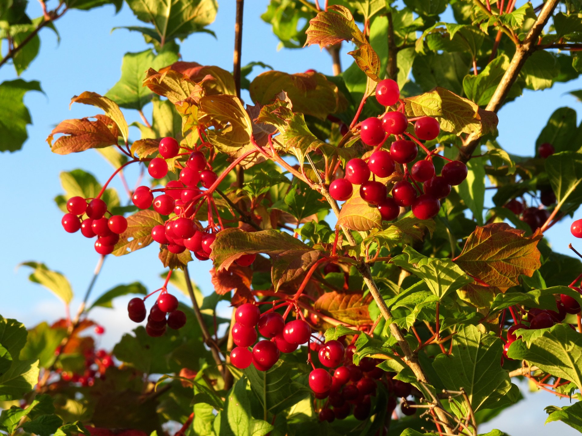 autunno rosso bacche viburno foglie