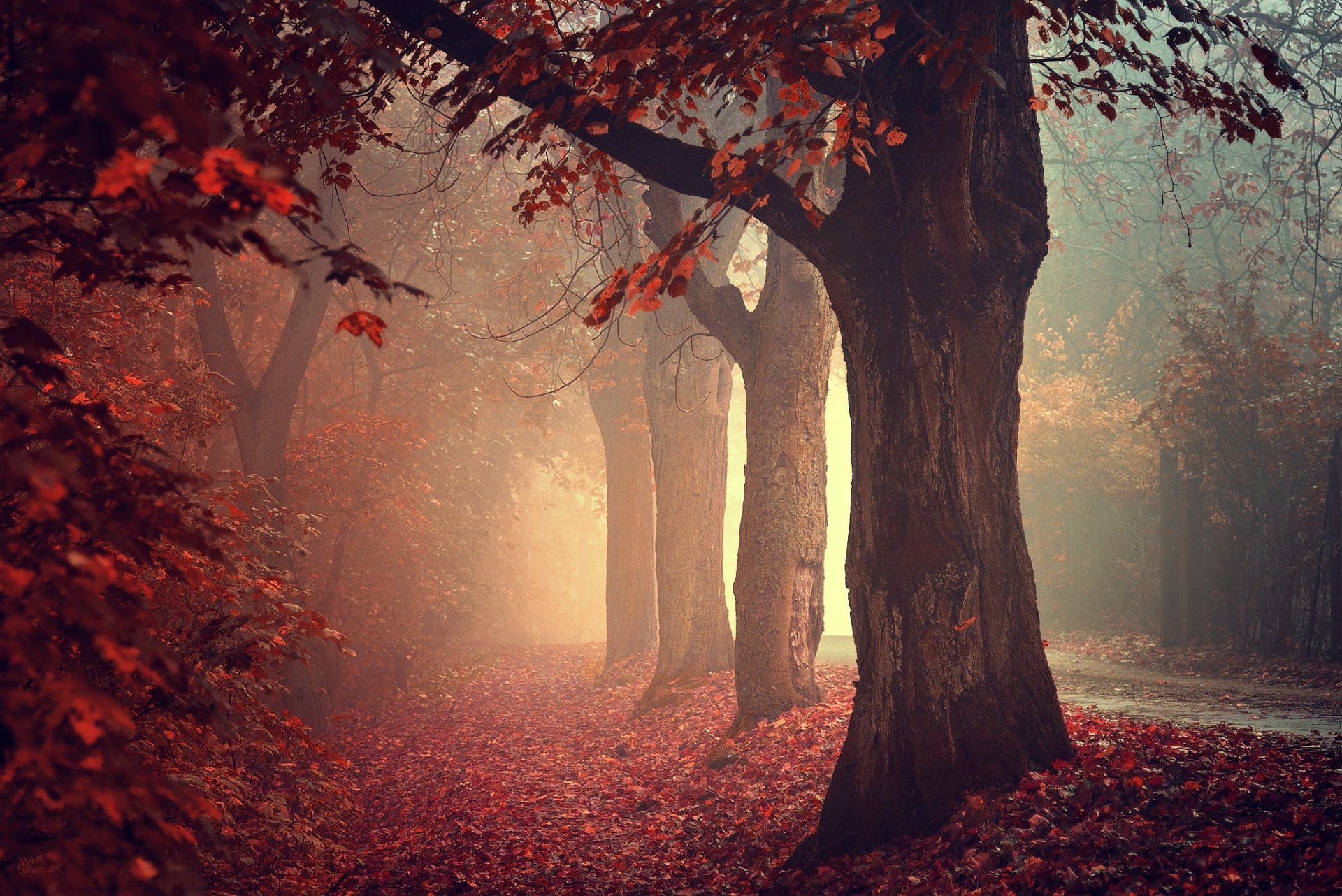 autunno alberi foresta natura strada