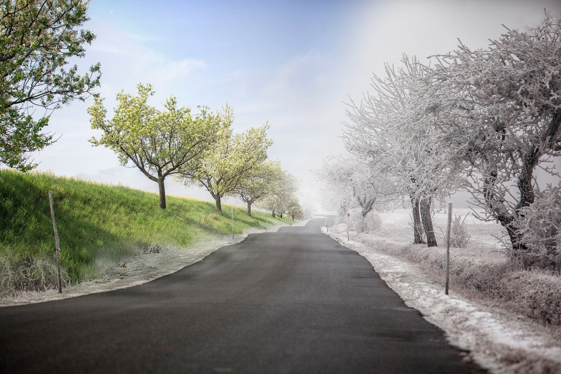 tree road frost green