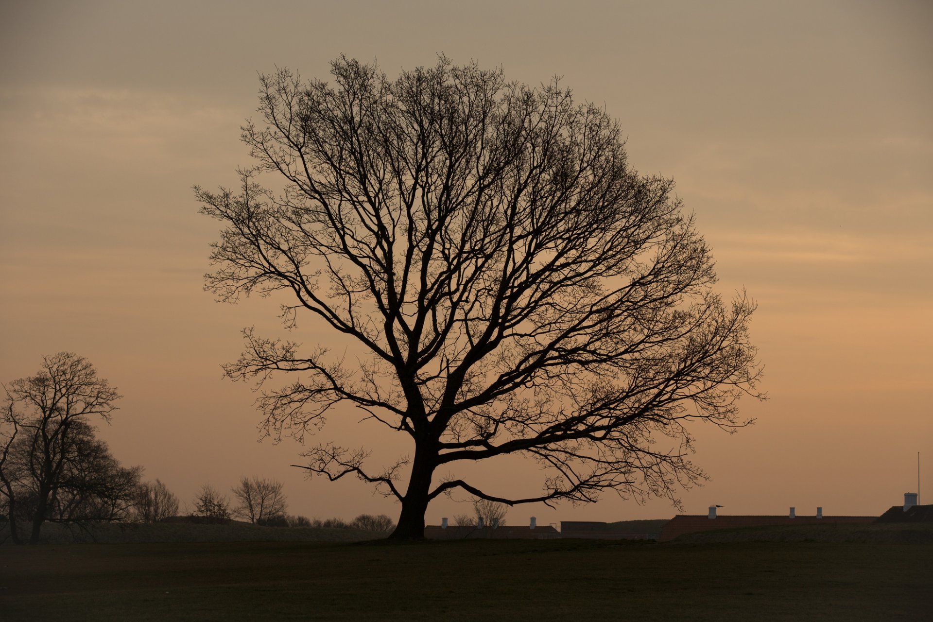 mattina campo albero tetti