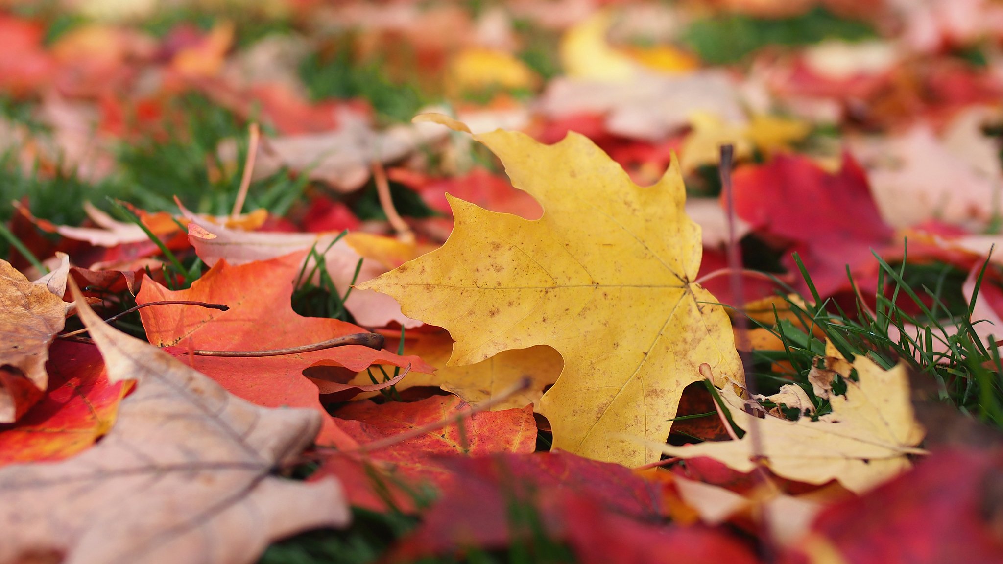 herbst blätter makro