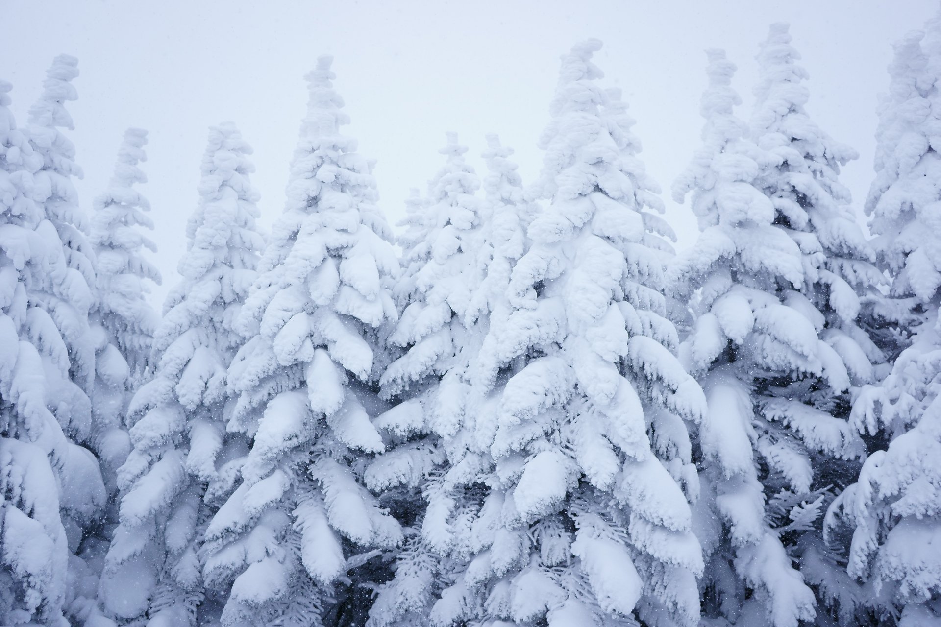 wald schnee winter