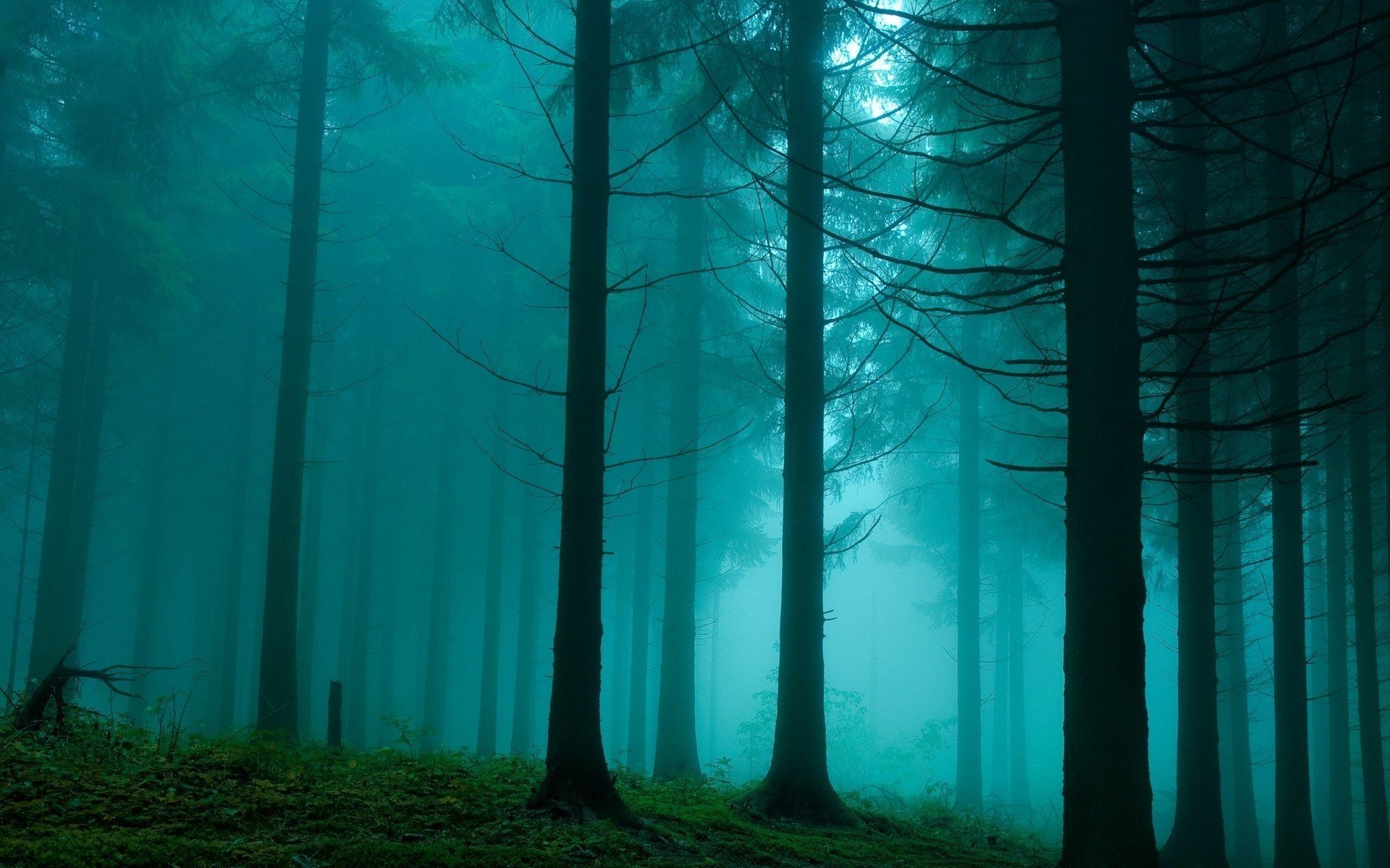 natura foresta pendenza boschetto luce nebbia foschia foschia velo velo blu