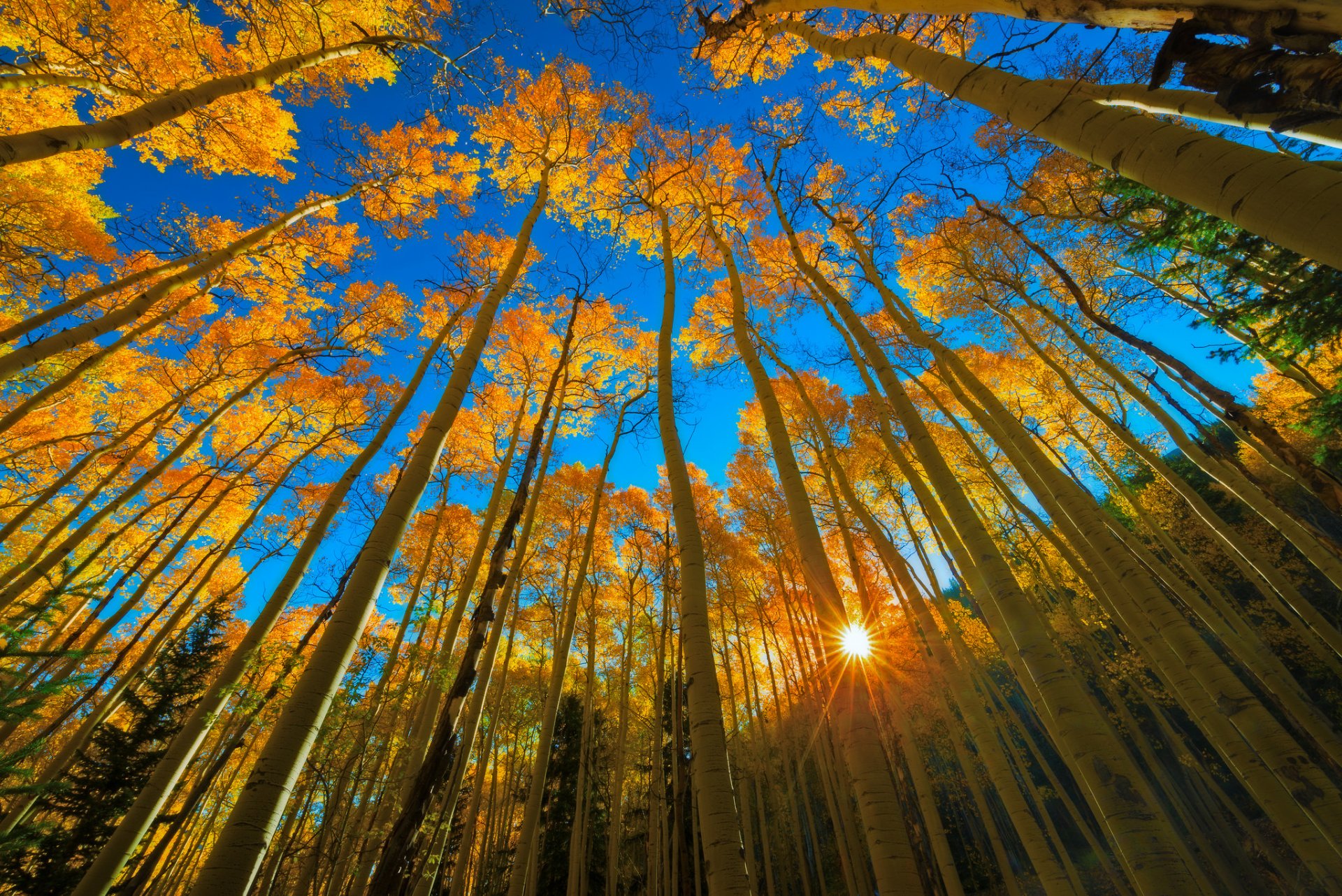 united states colorado aspen resort autumn forest tree foliage day blue sky sun light ray