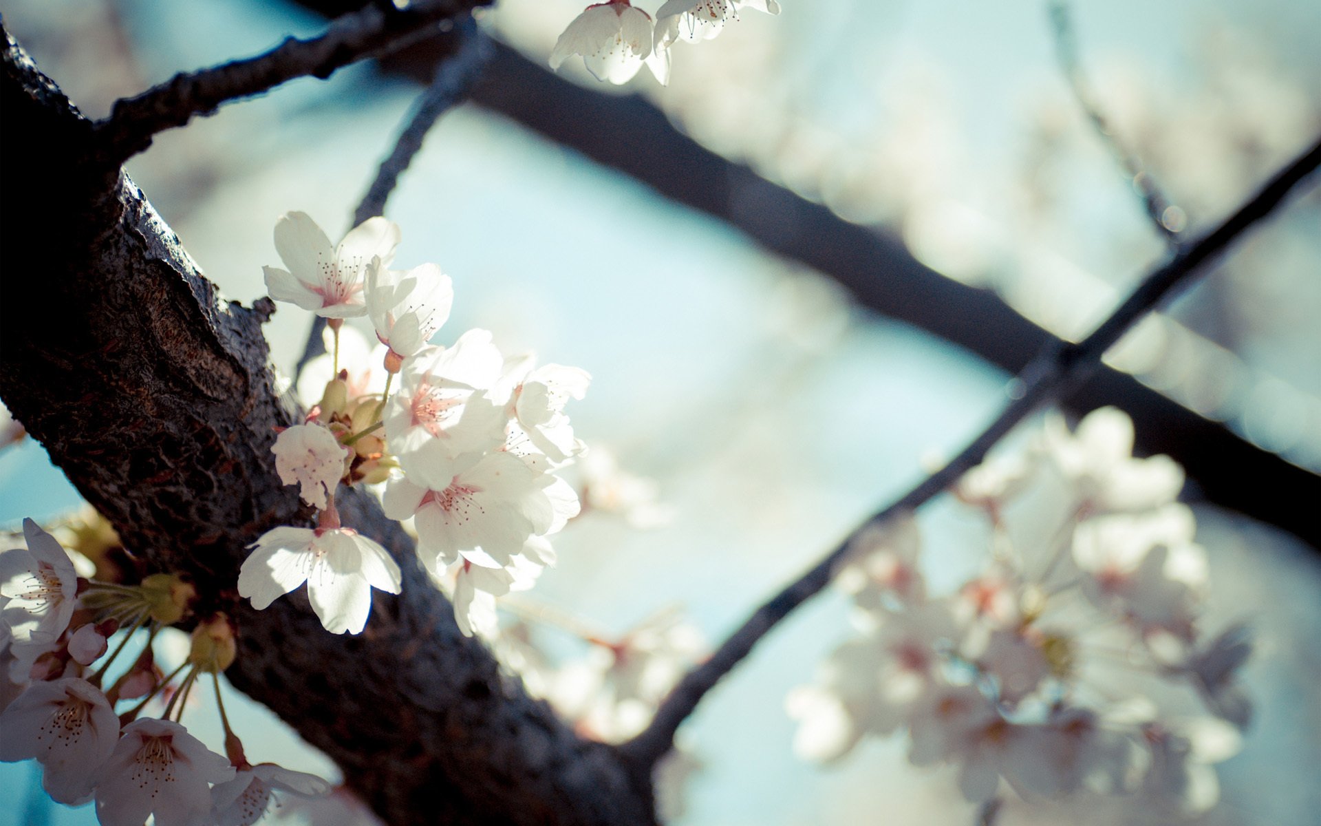 albero fiori fioritura primavera fruttato