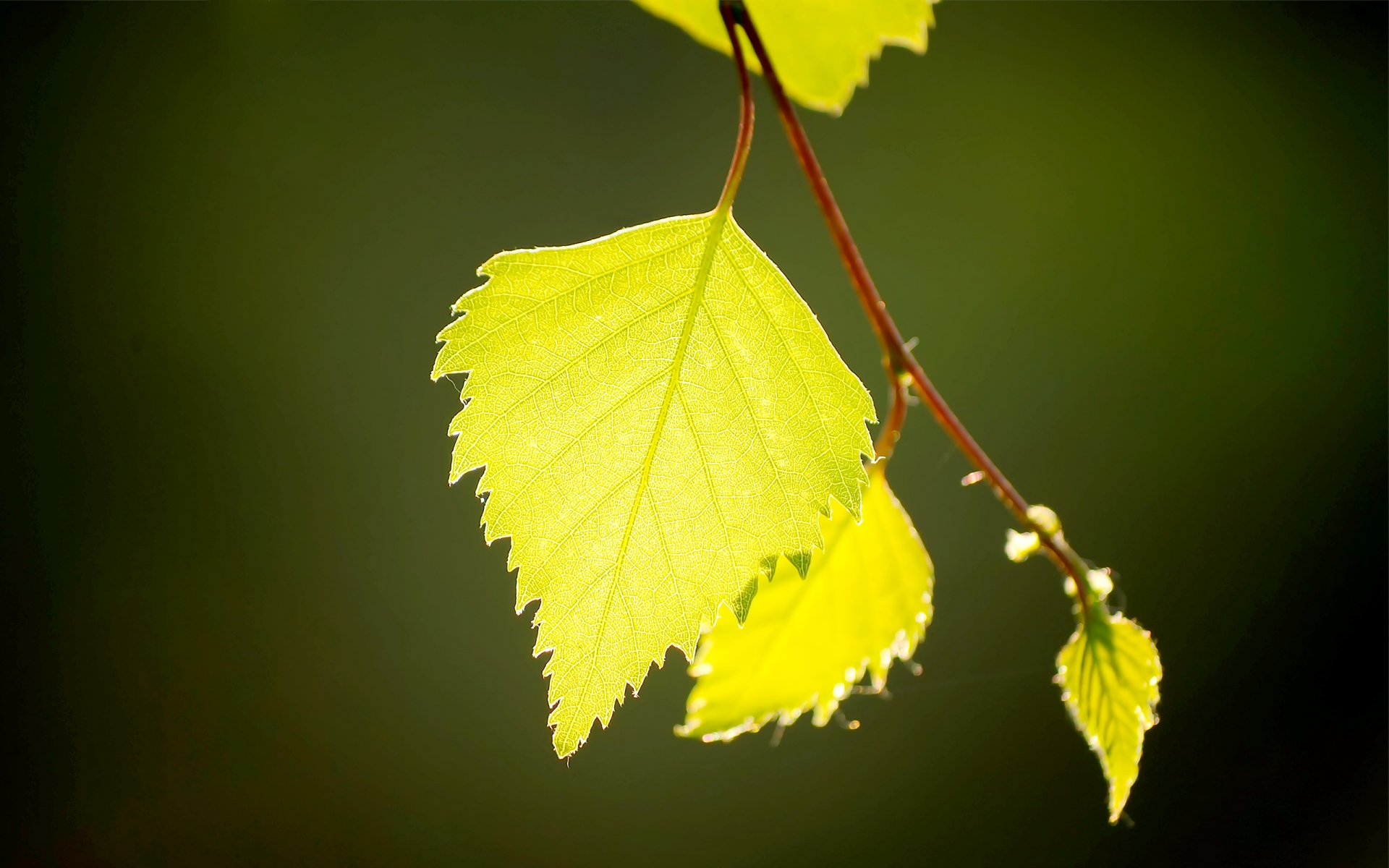 foglie betulla macro luce verde