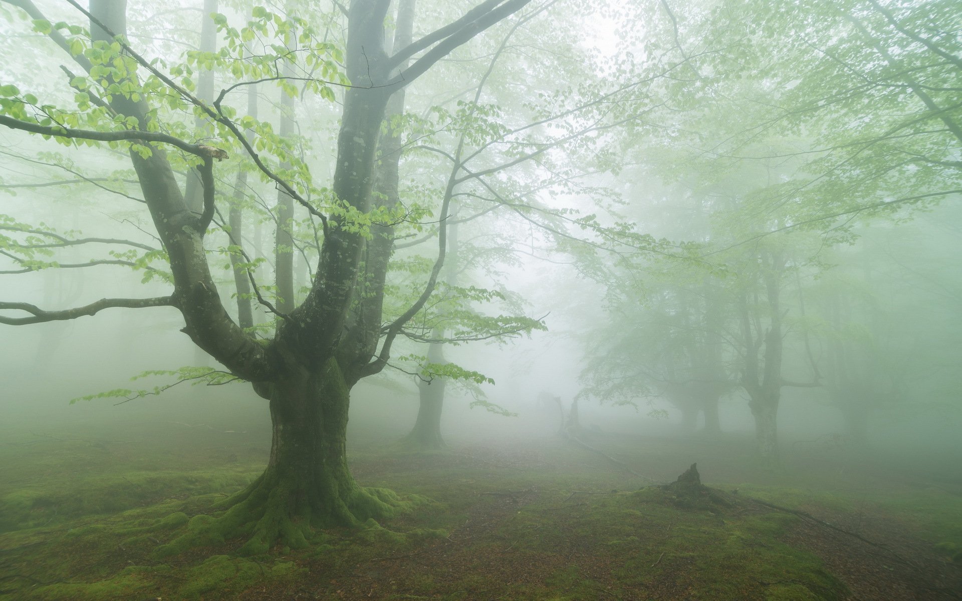 forêt brouillard nature