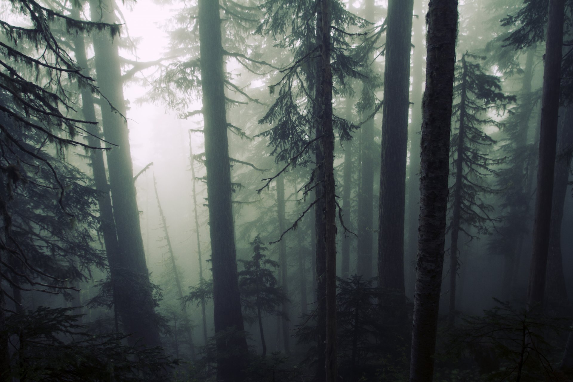 natur wald bäume düster nebel