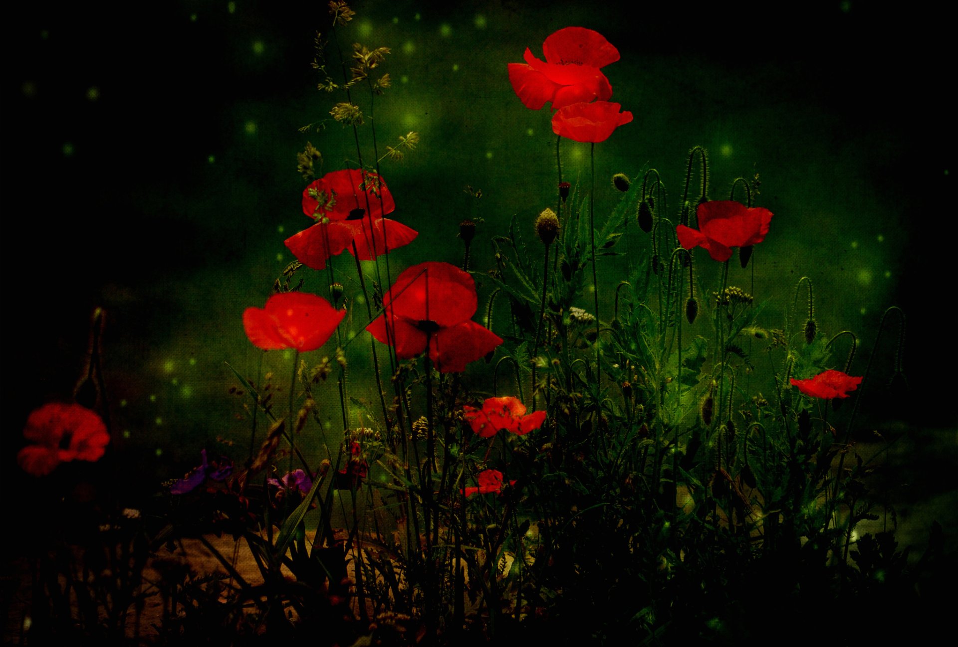 forêt clairière fleurs coquelicots texture