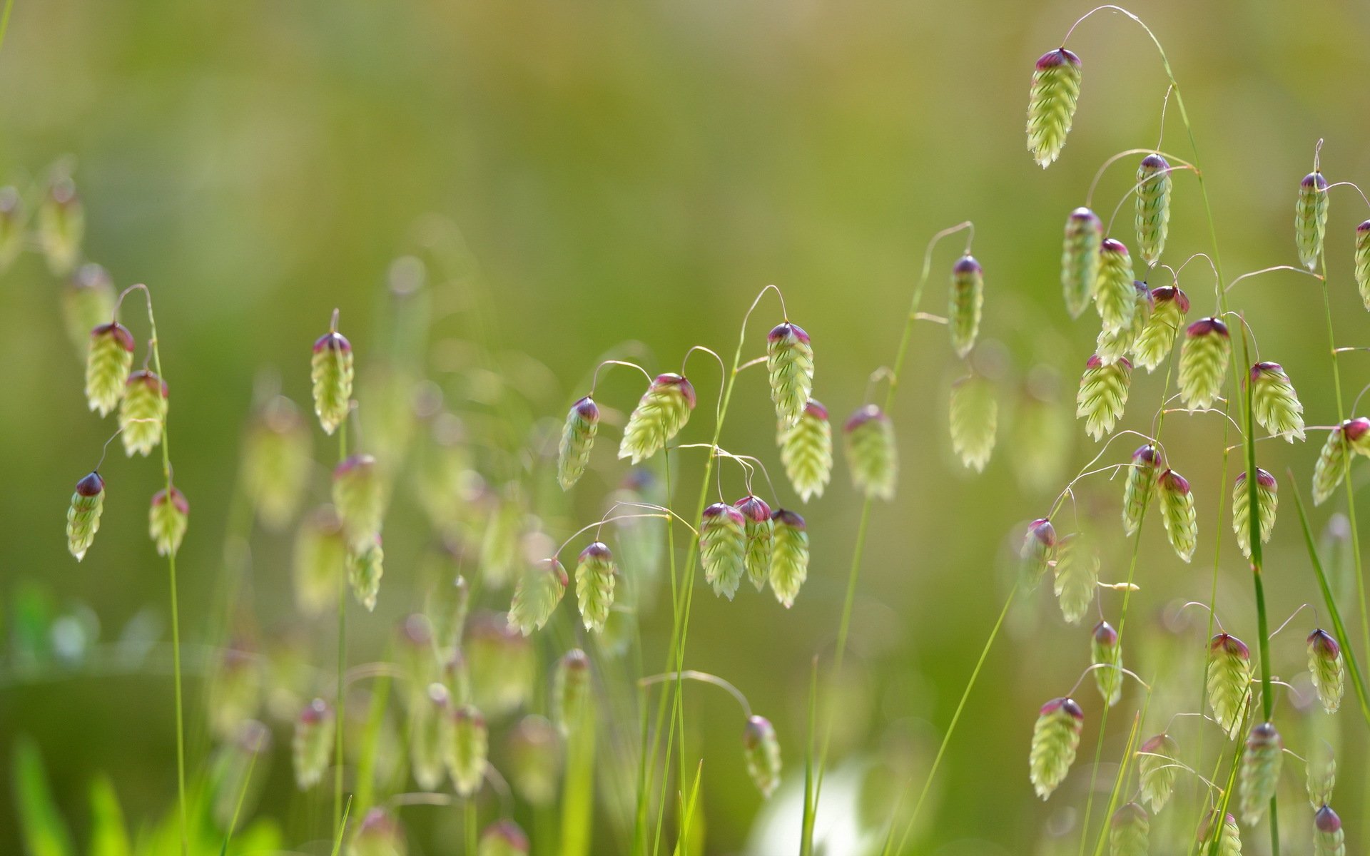 grass nature close up