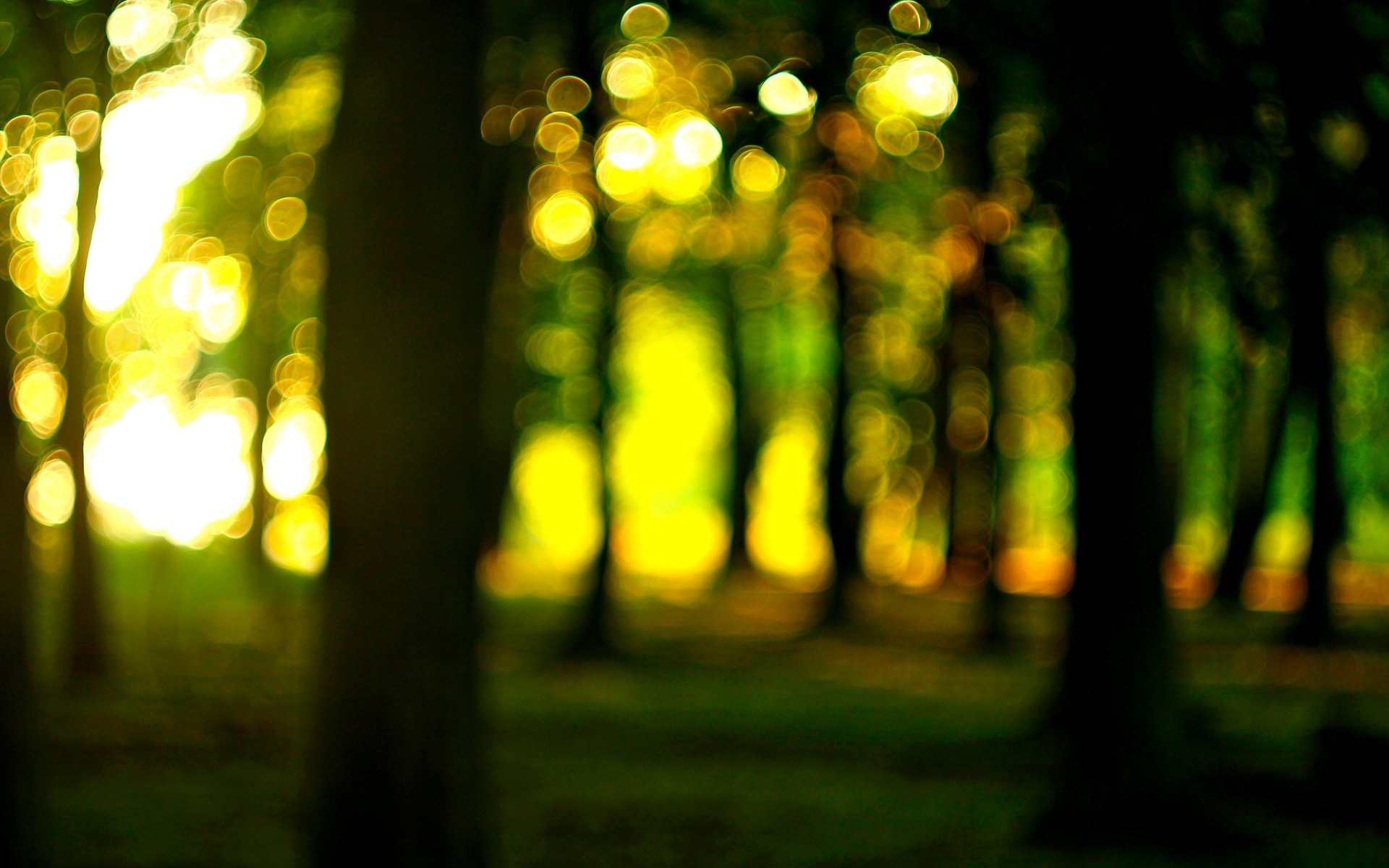 nature close up tree forest sun bokeh blur macro wallpaper widescreen full screen hd wallpapers background fullscreen