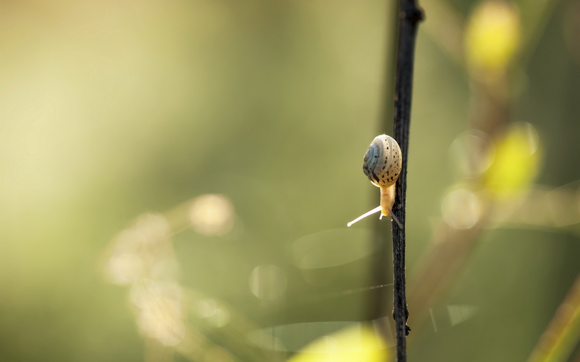 caracol naturaleza verano