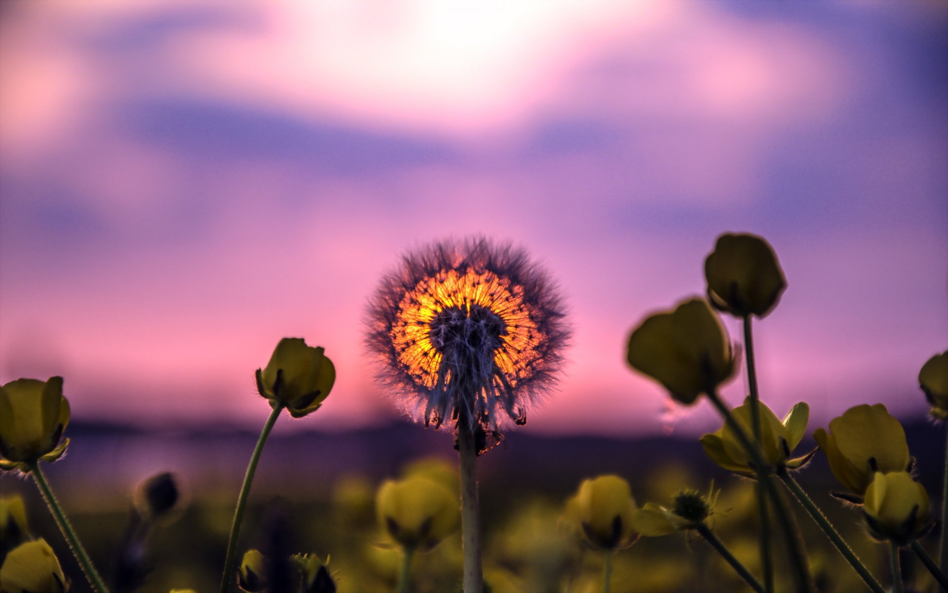 dandelion sunset nature summer