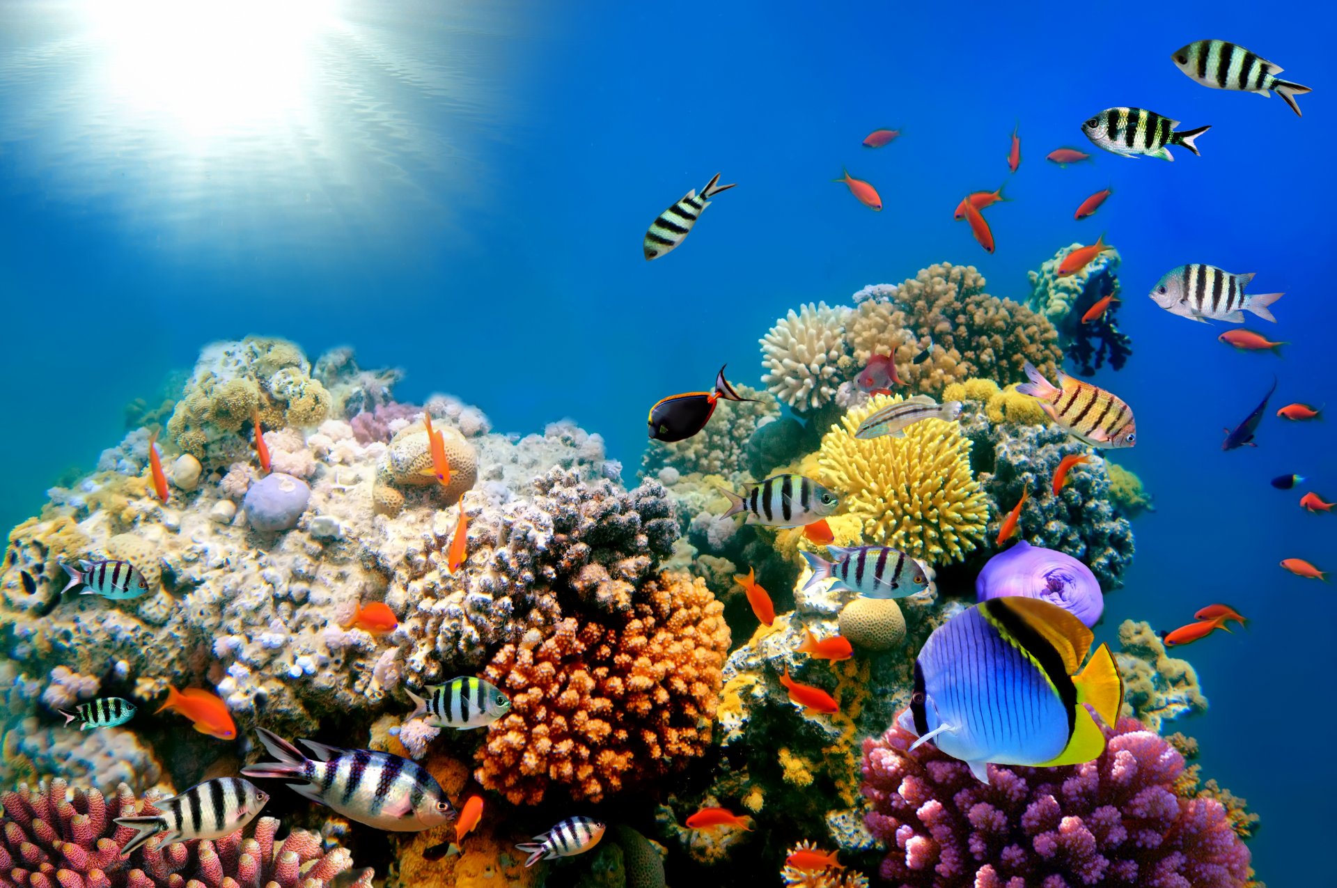 tropicale corallo barriera corallina acqua oceano mondo sottomarino barriera corallina
