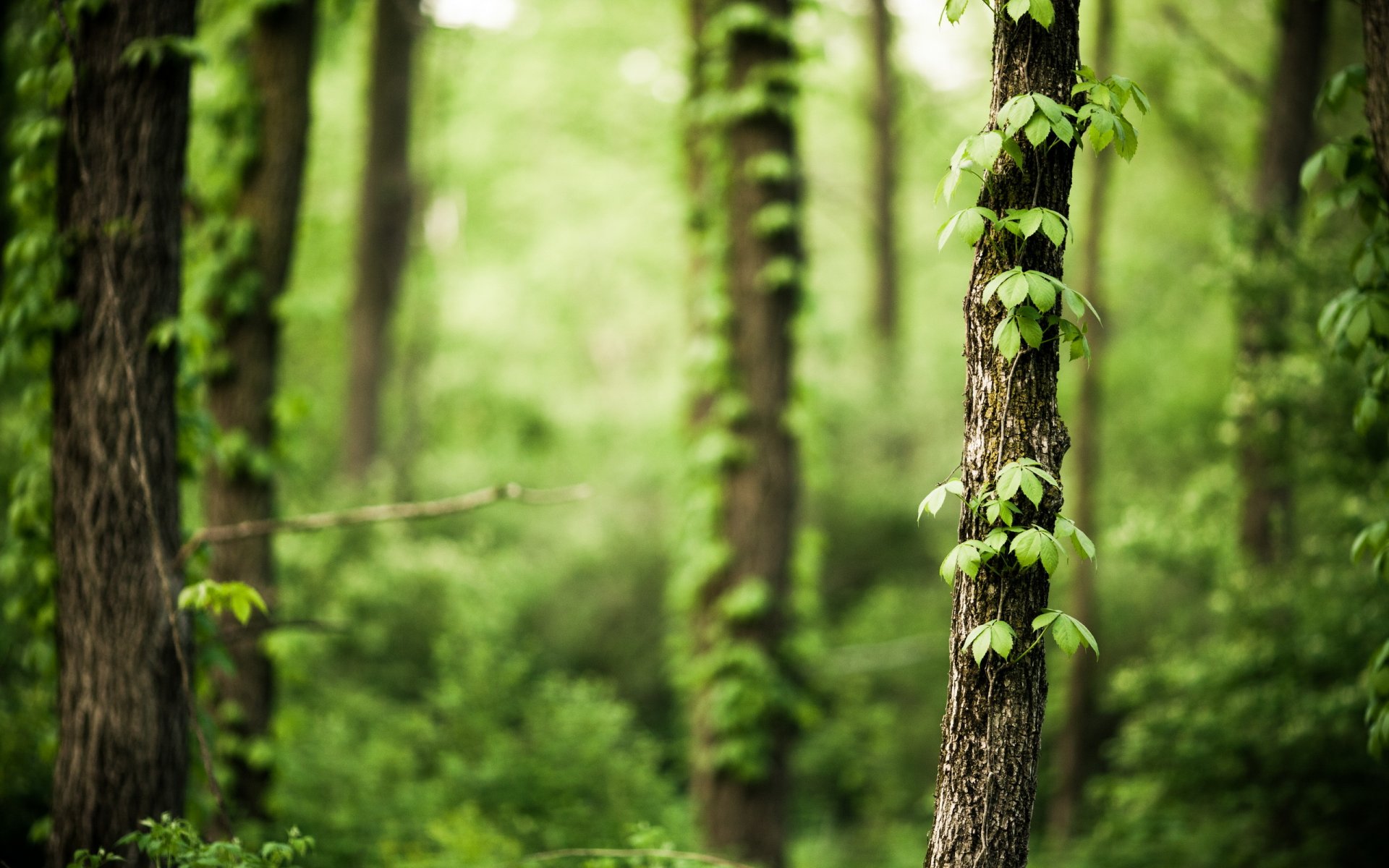 wald bäume natur