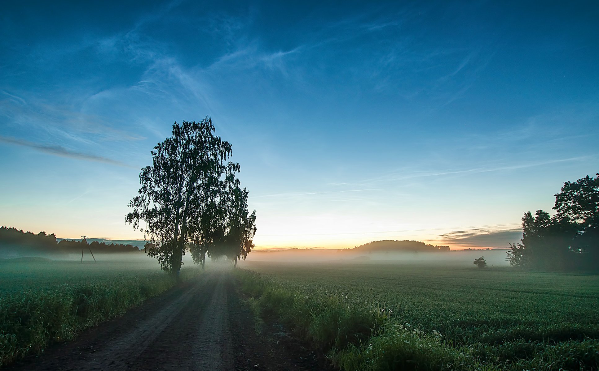 route champ herbe brouillard arbres