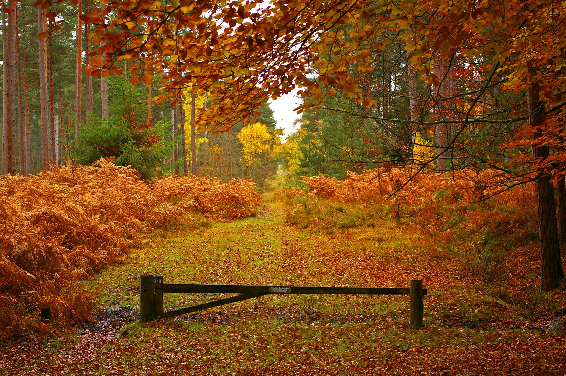 forest tree road autumn leave