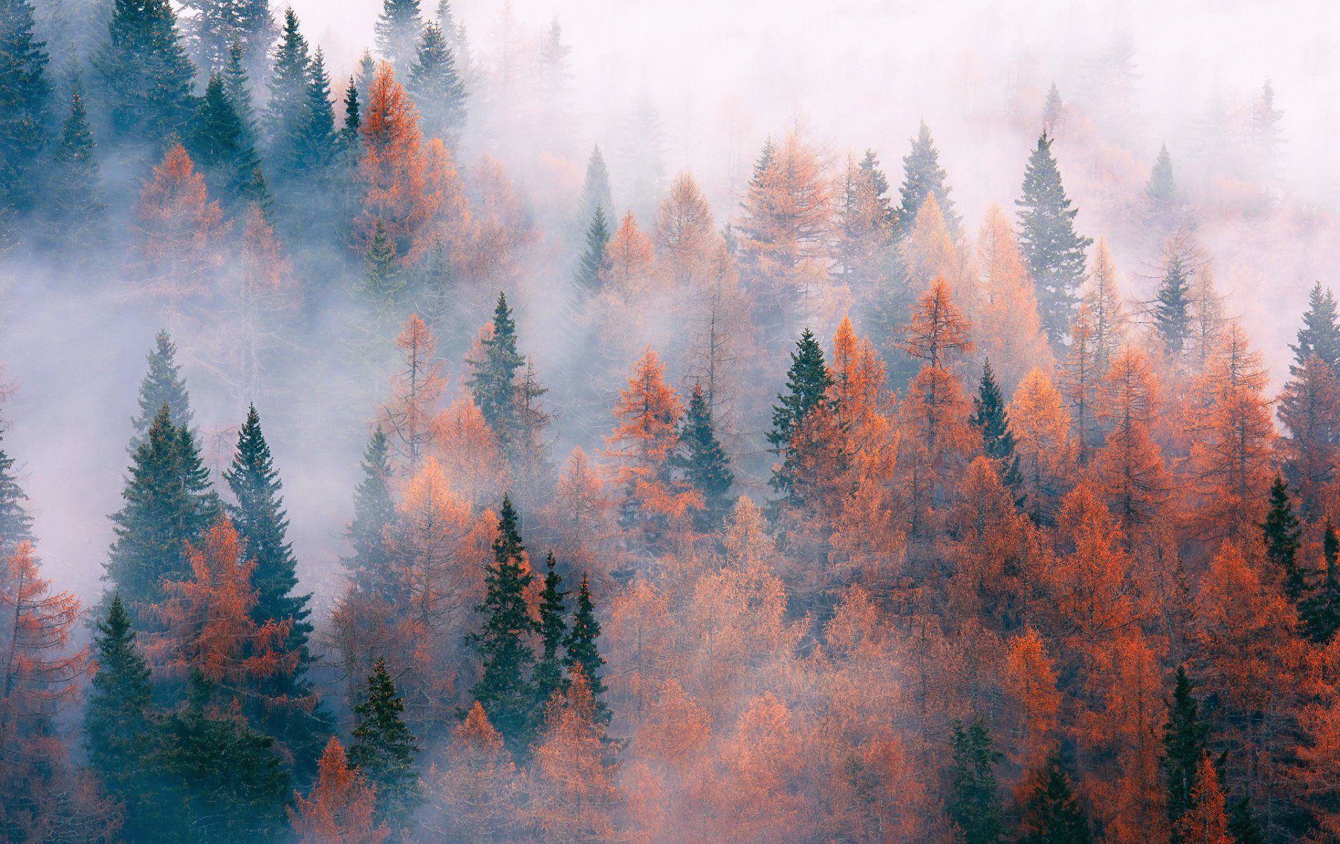 natura foresta alberi nebbia autunno novembre