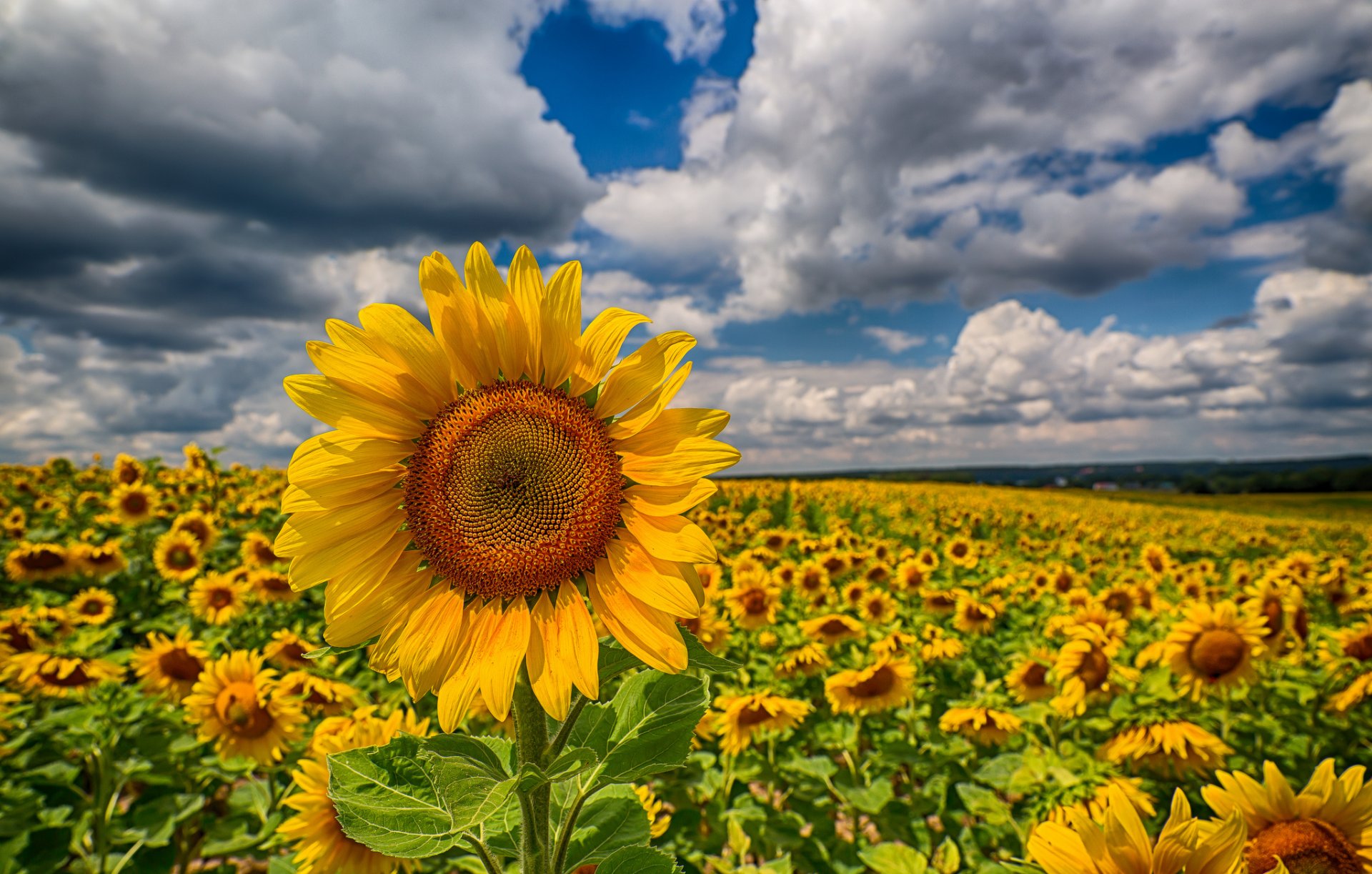 girasoli campo nuvole