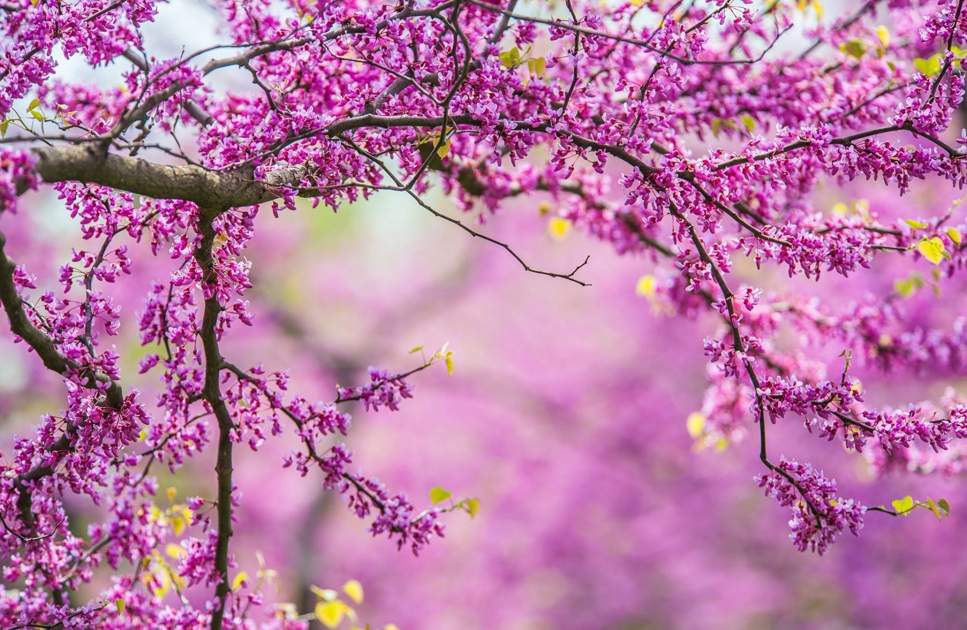 naturaleza árbol ramas primavera ramas primavera