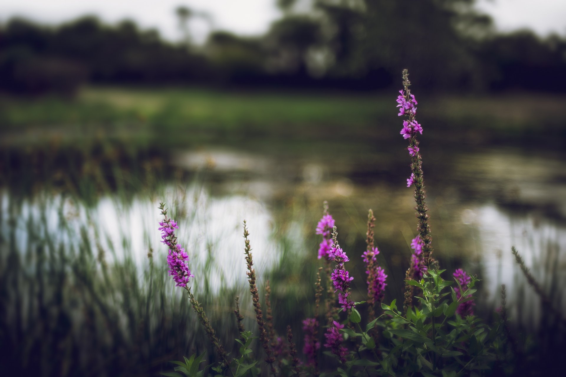 fiume erba fiori fioritura sfocatura natura