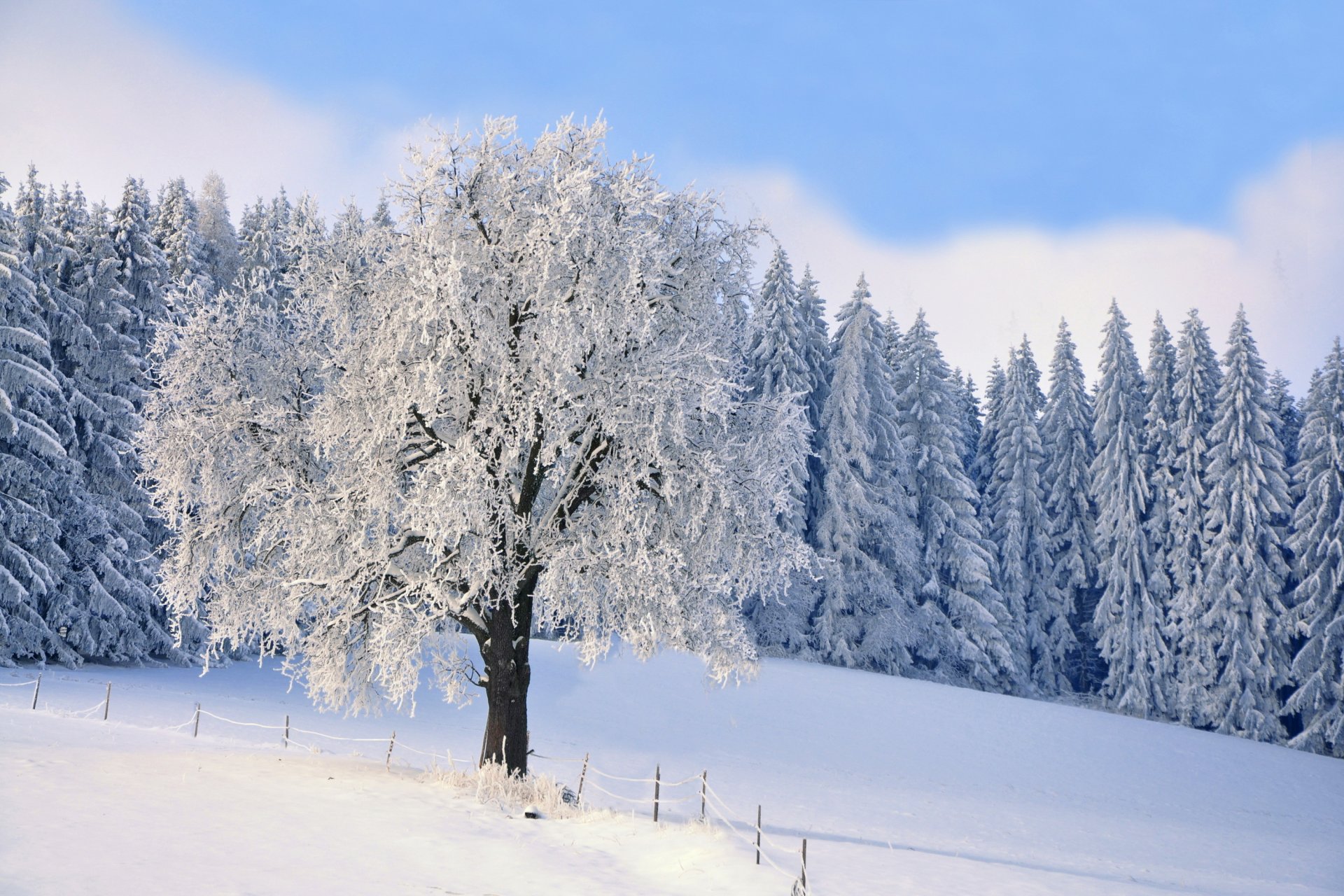 bosque abeto árbol escarcha nieve invierno