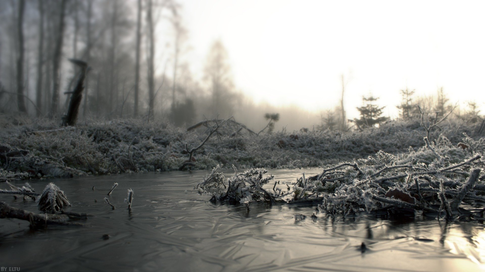 nebel frost frost zweige kälte