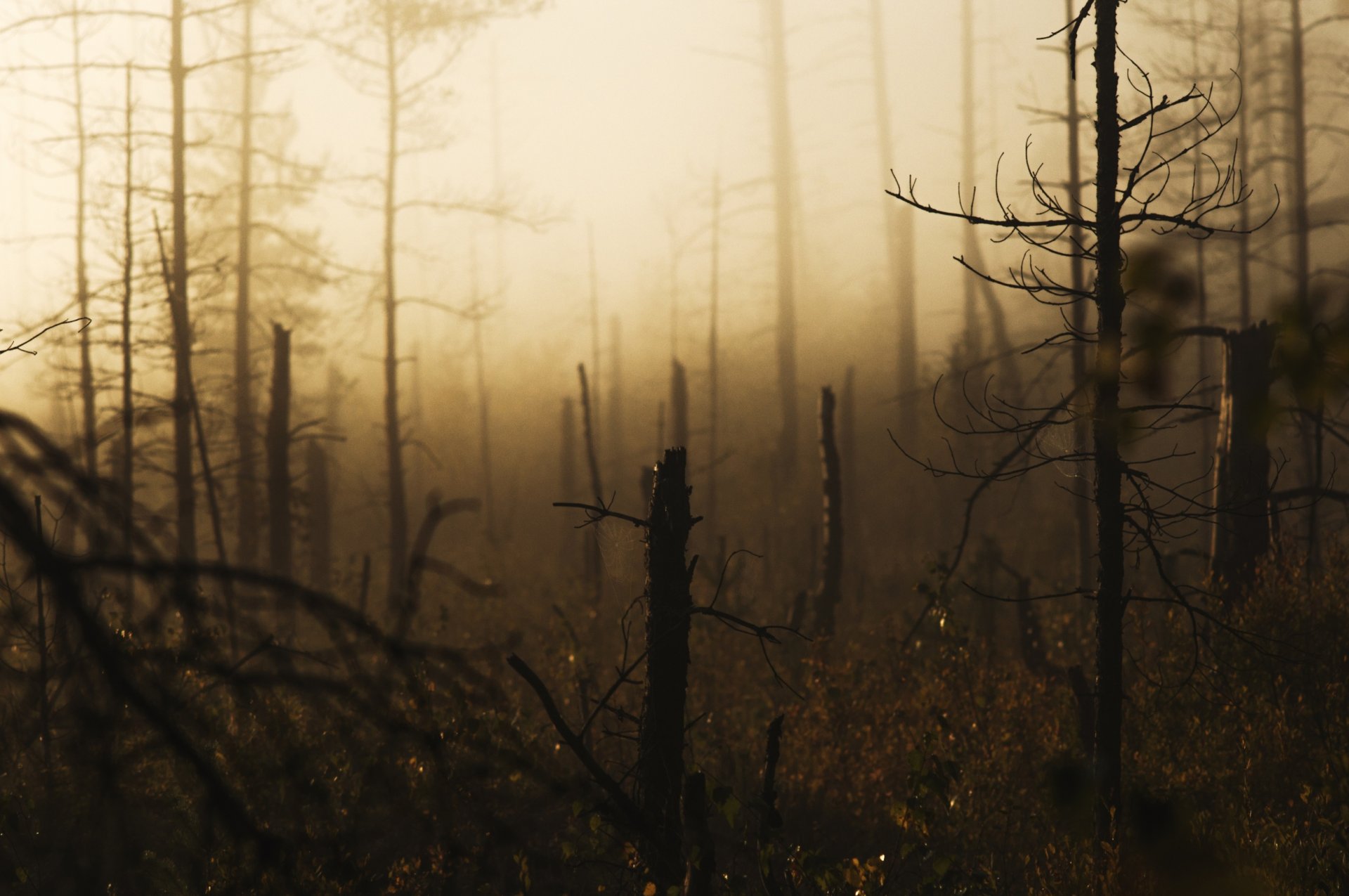 forêt brise-vent pins