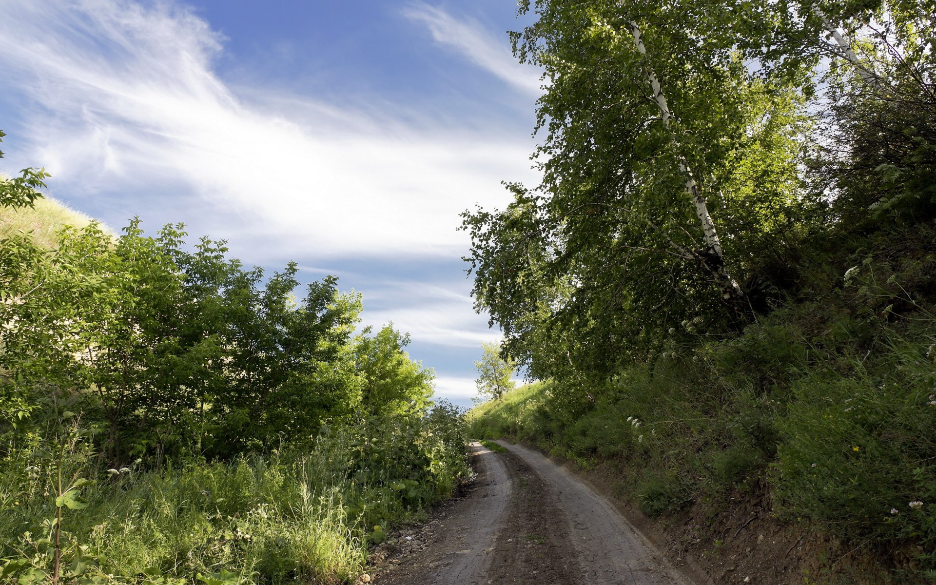 ummer road tree landscape